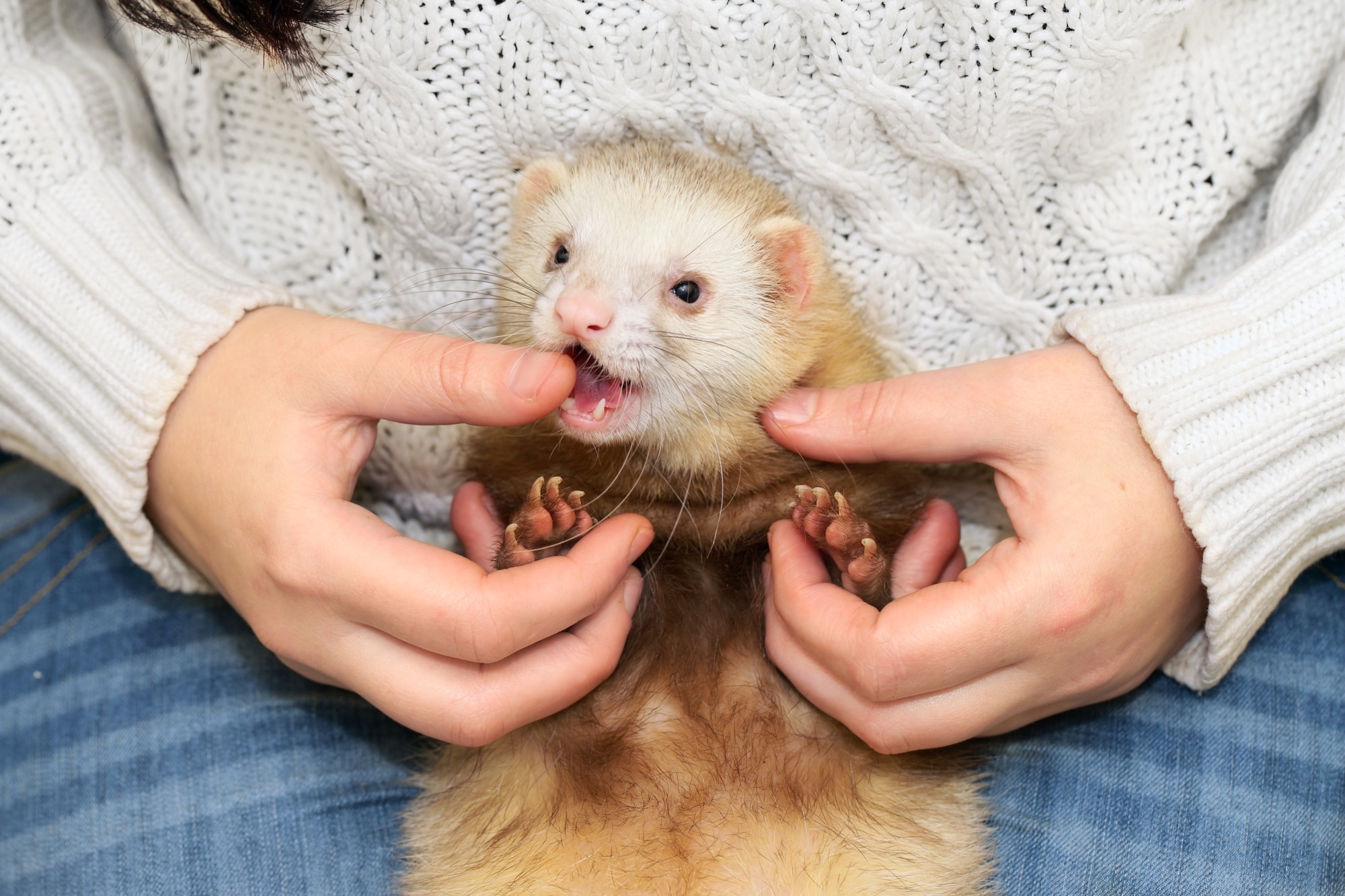 Ferret bites the lady owner