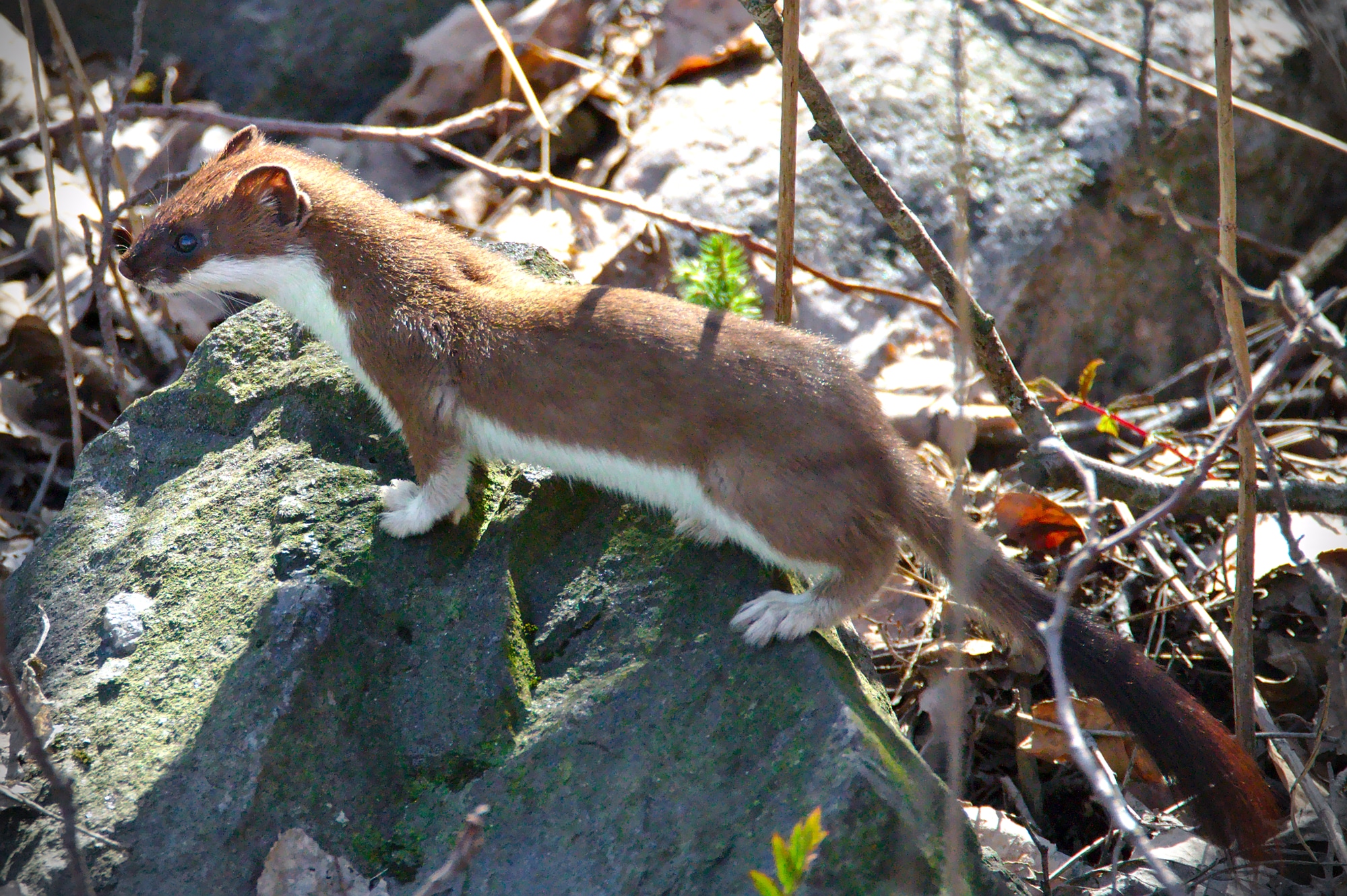 Brown and white furry weasel with a long tail