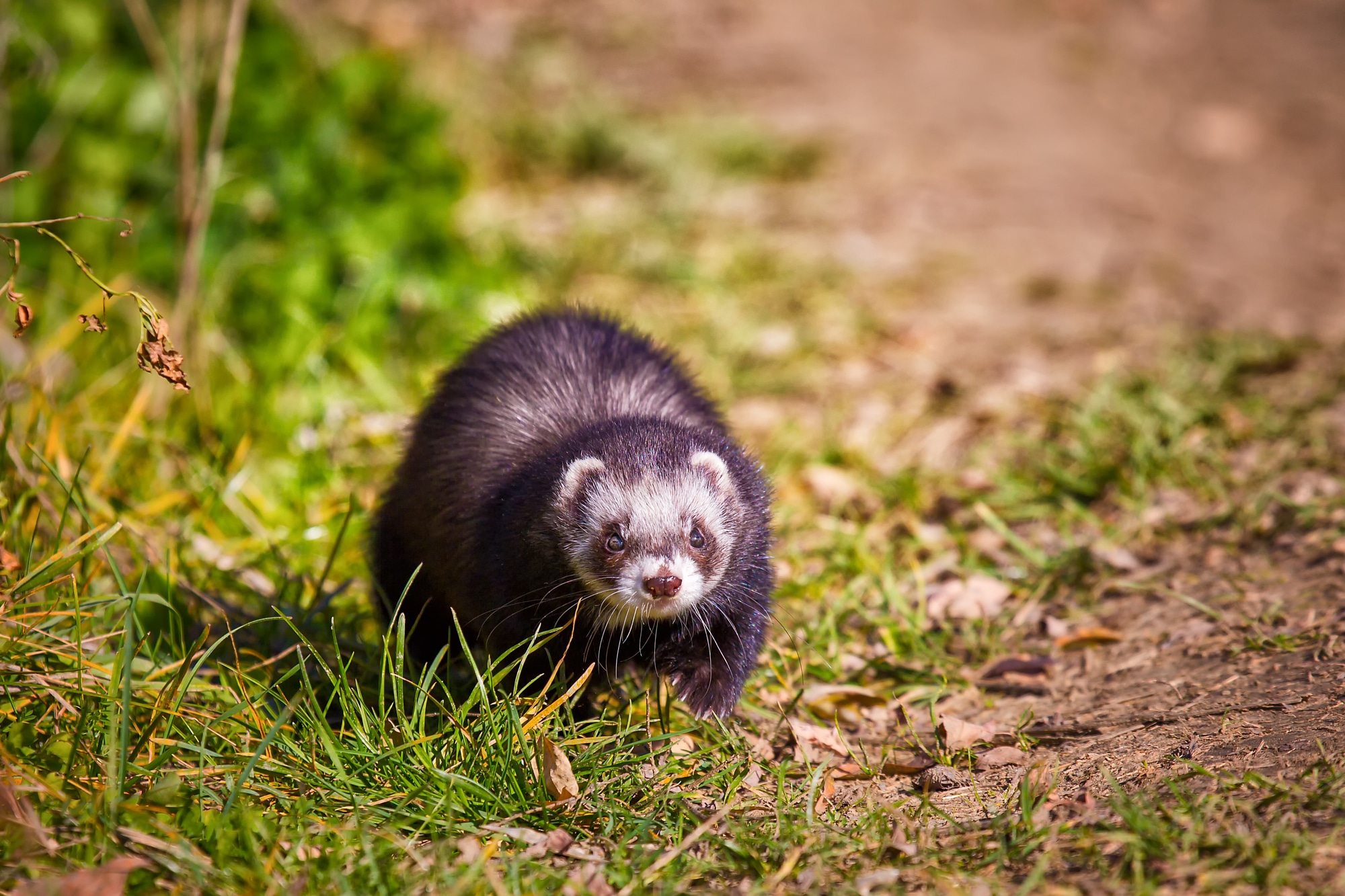 Young cute ferret walks in the park