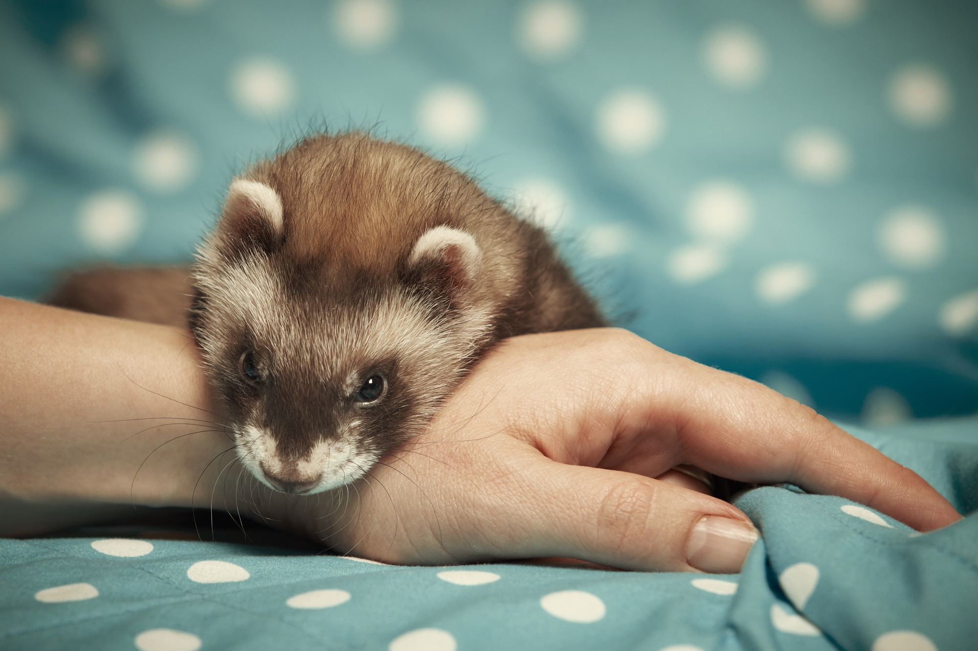 Ferret relaxing on hand