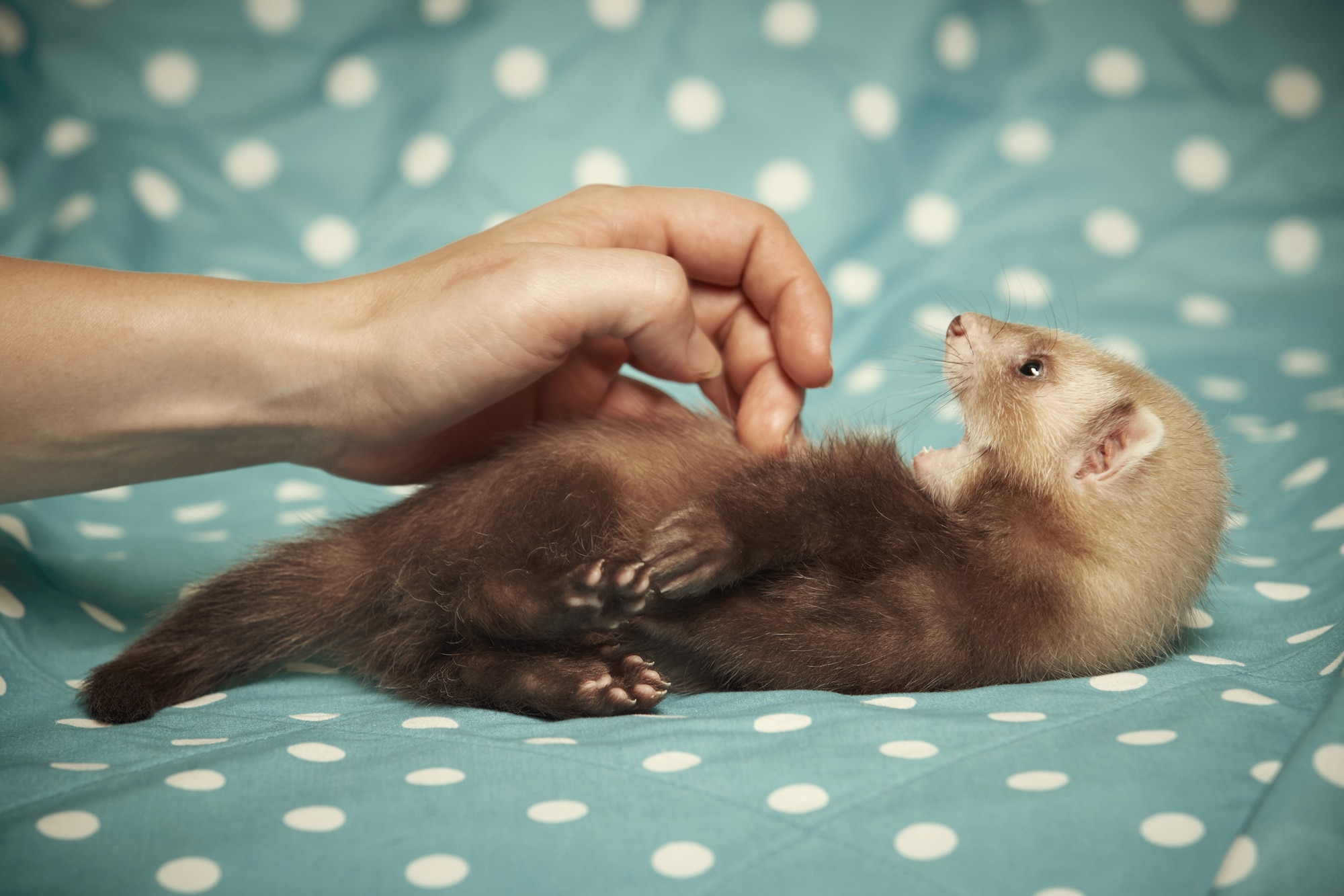 Playing with pet ferret