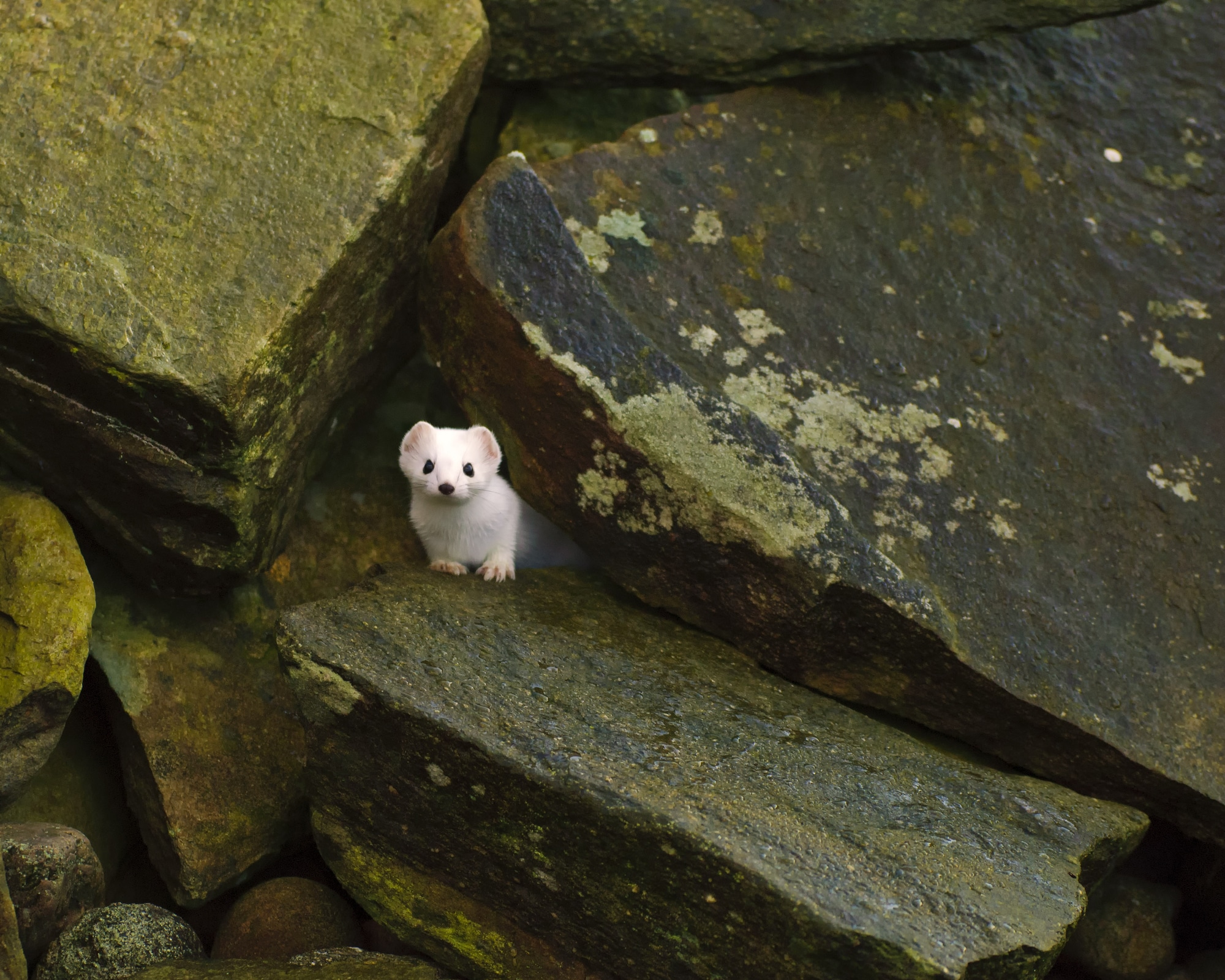 Stoat in Norway