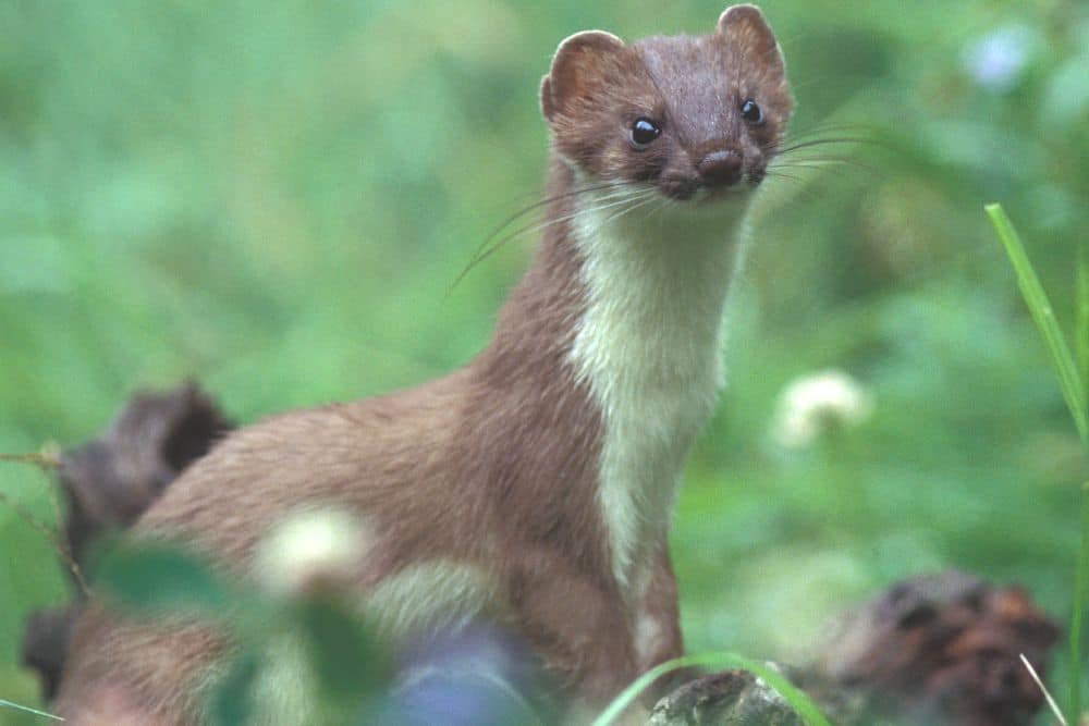 Stoat in the woods