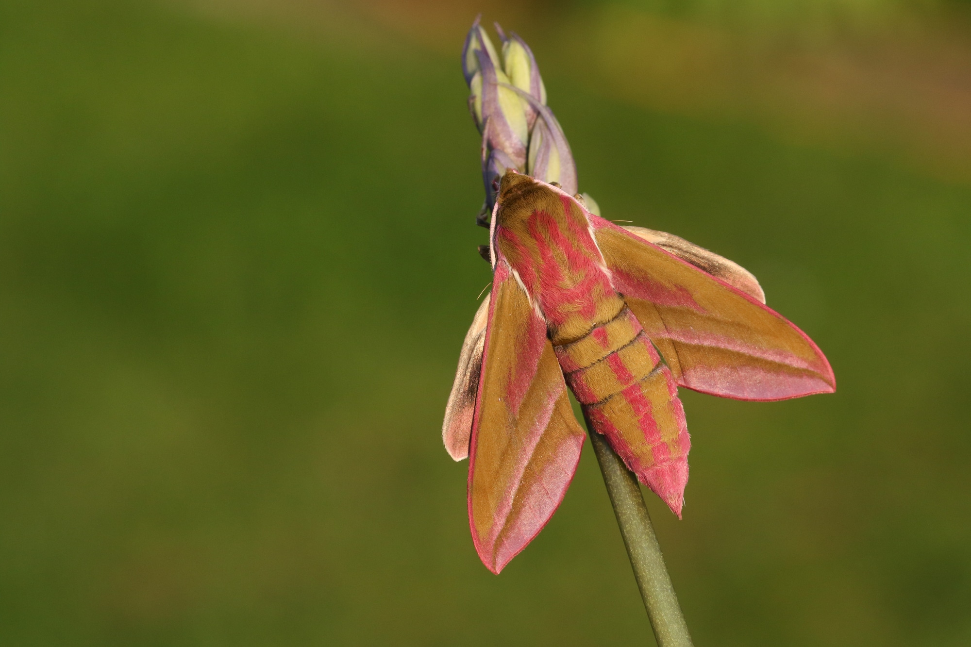 A beautiful Elephant Hawk-moth (Deilephila elpenor)