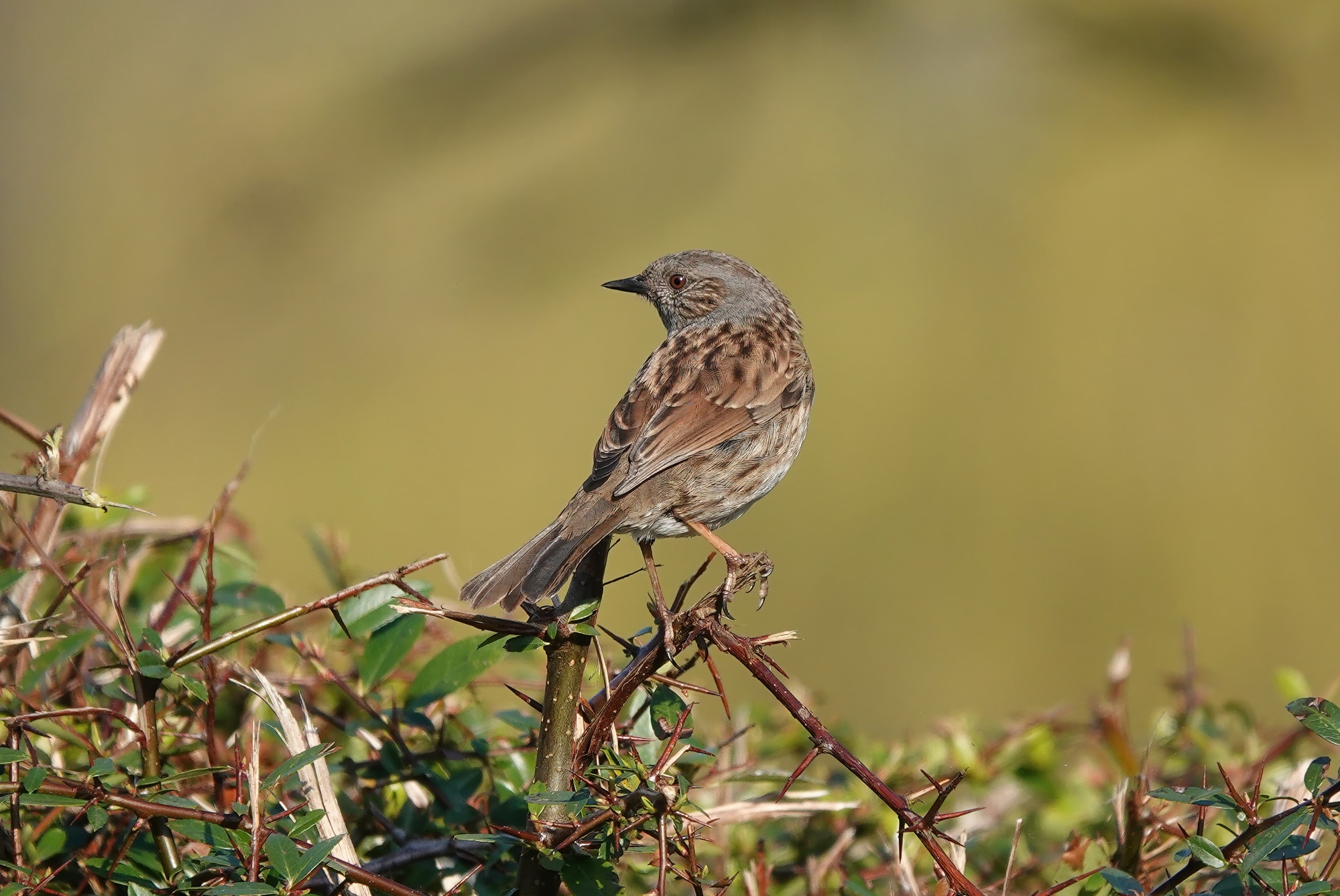 Dunnock (Prunella Modularis) - Bird Information and Pictures