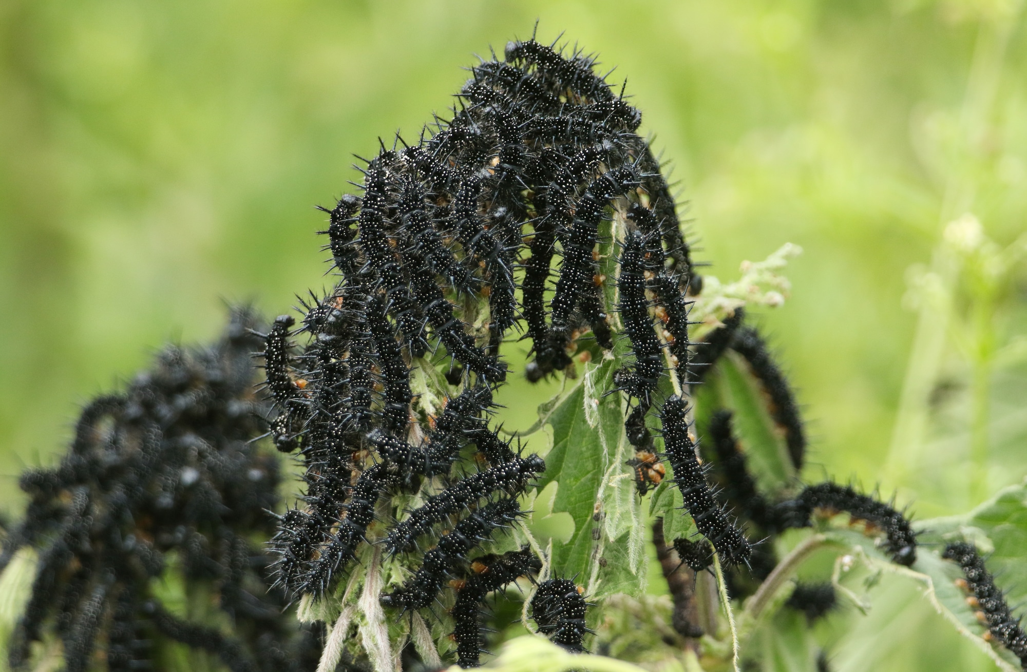 A number of Peacock Butterfly Caterpillars, Inachis io, feeding on a Stinging Nettle plant in a meadow.