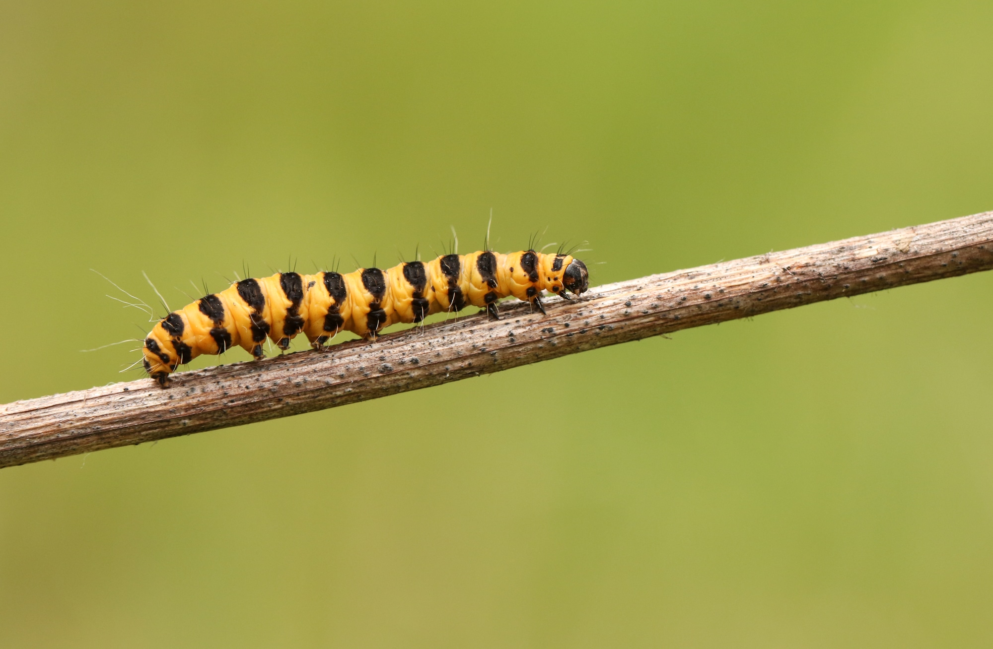 A pretty Cinnabar moth Caterpillar (Tyria jacobaeae)