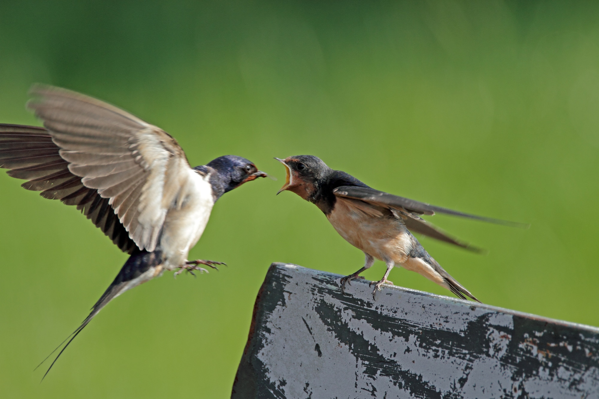 Barn Swallow feeds juvenile swallow