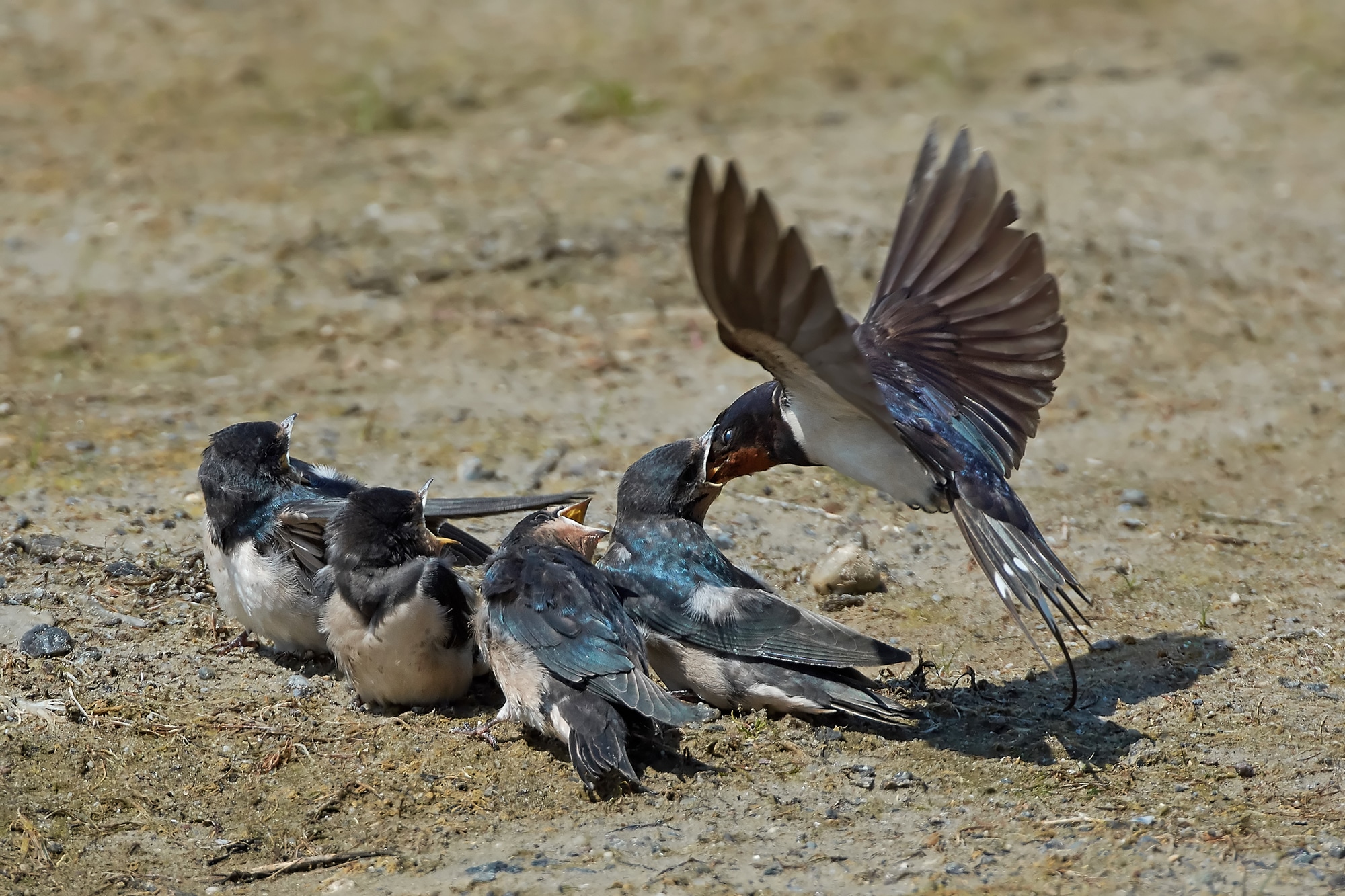 Barn swallow feeding juvenile swallows sitting on the ground