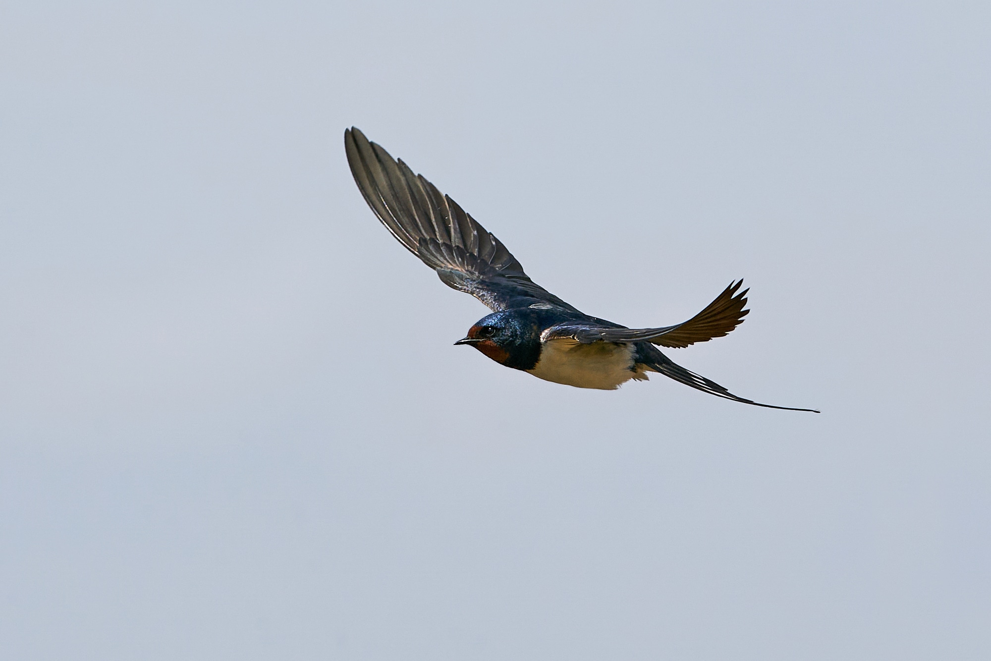 Barn swallow in flight with blue skies in the background