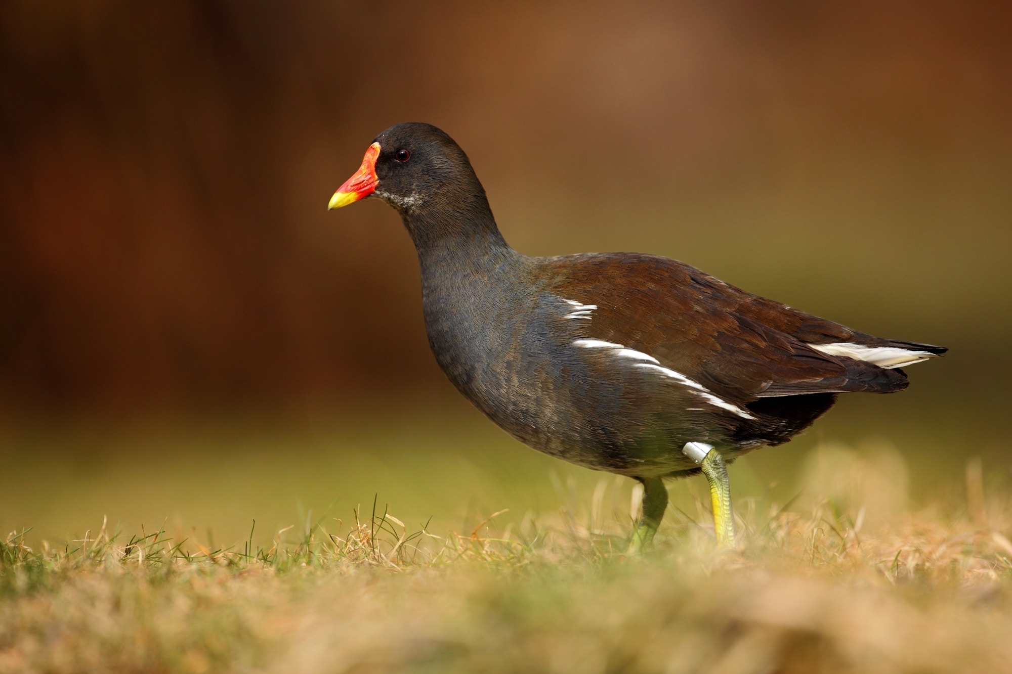 Female Moorhen