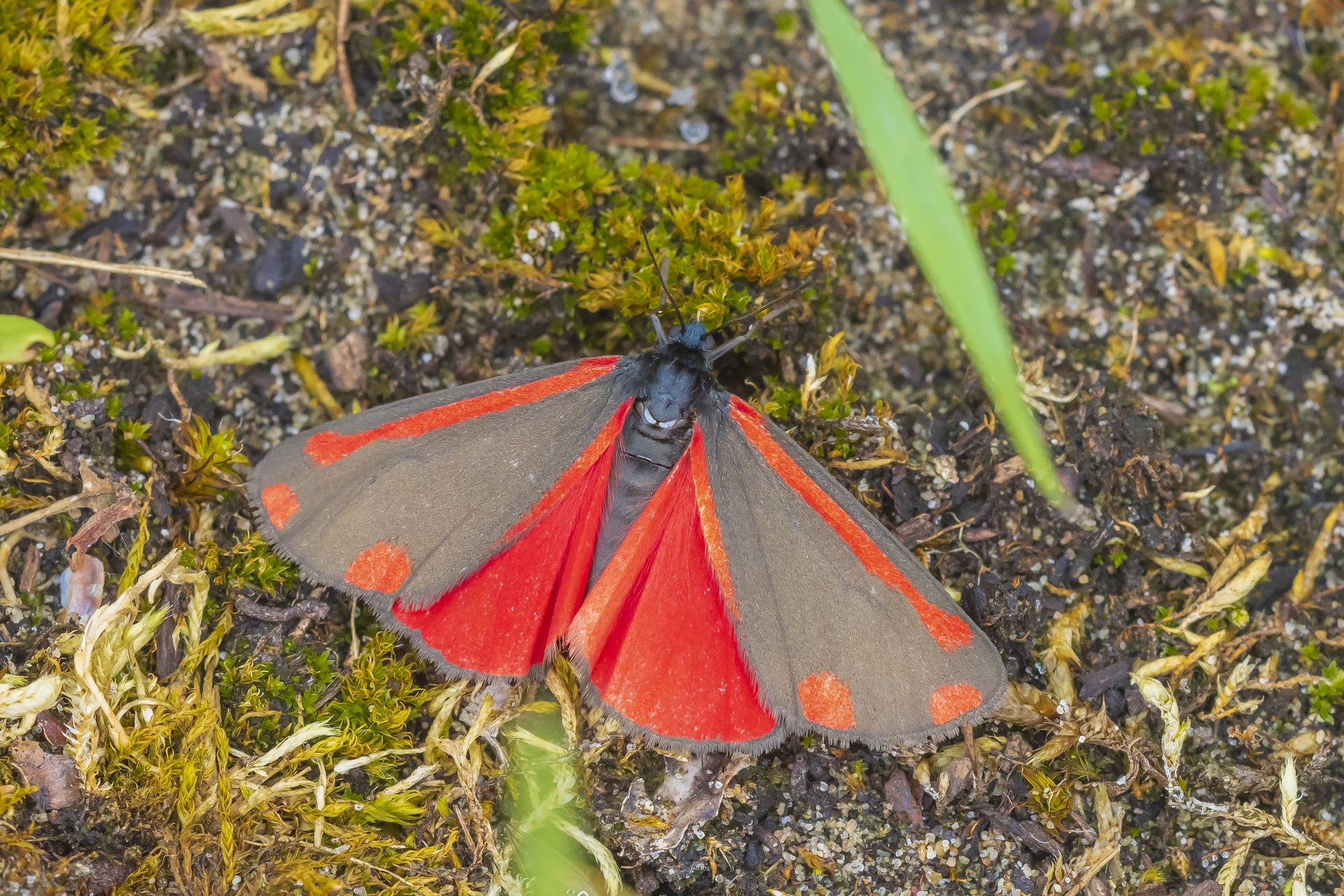 Cinnabar moth, Tyria jacobaeae, resting in a meadow