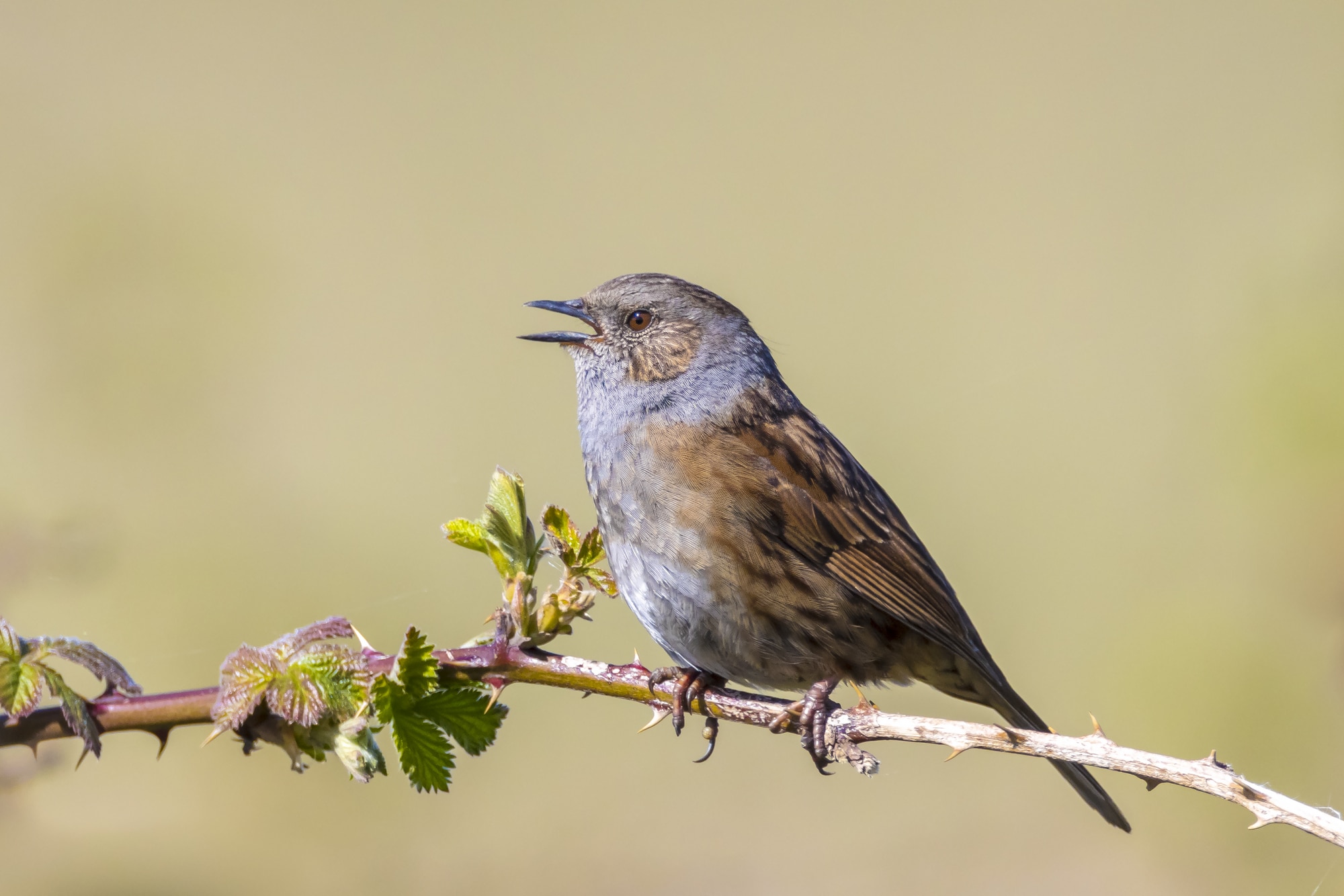 Close-up of a Dunnock, Prunella modularis