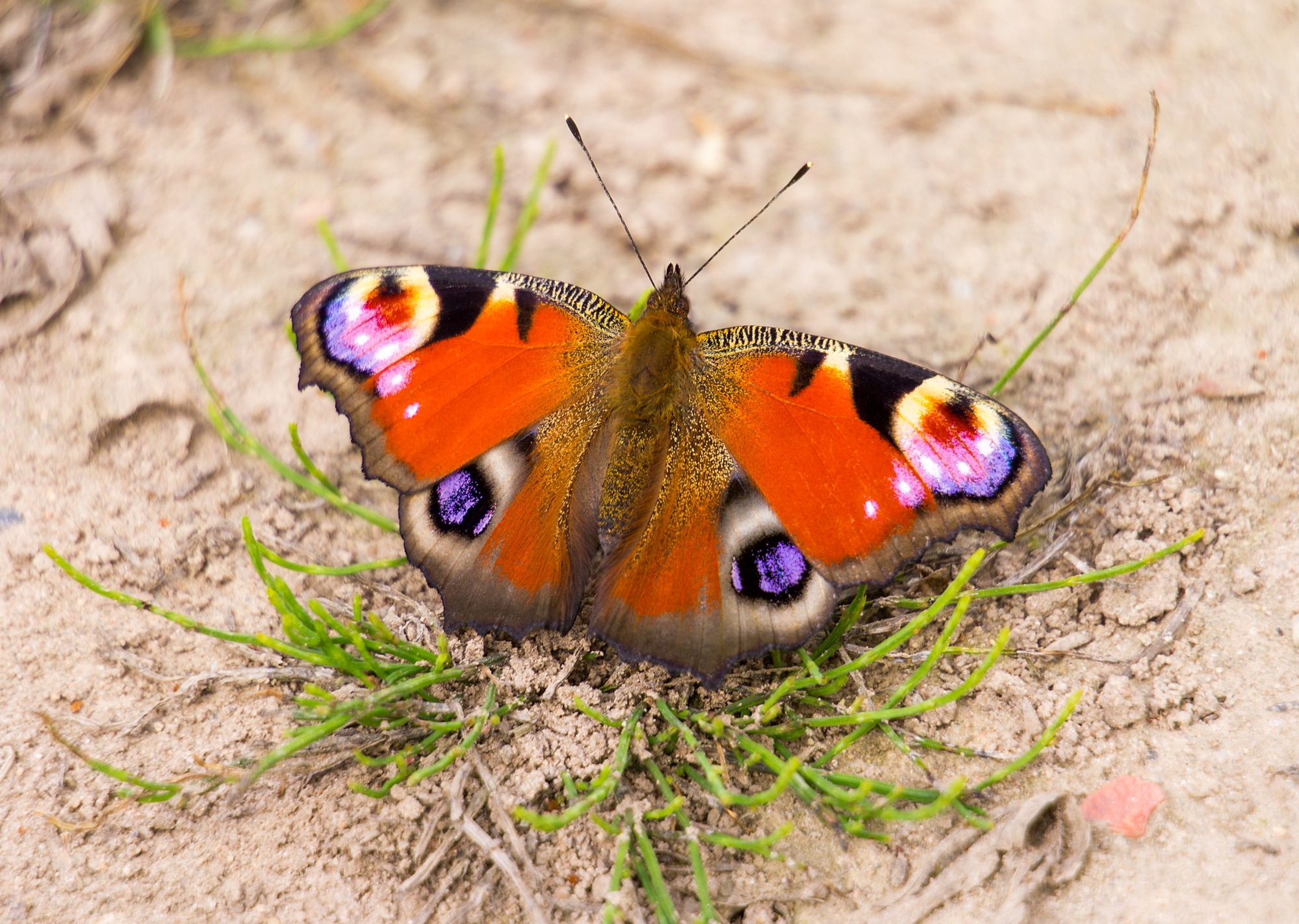 Close up peacock butterfly sitting on ground