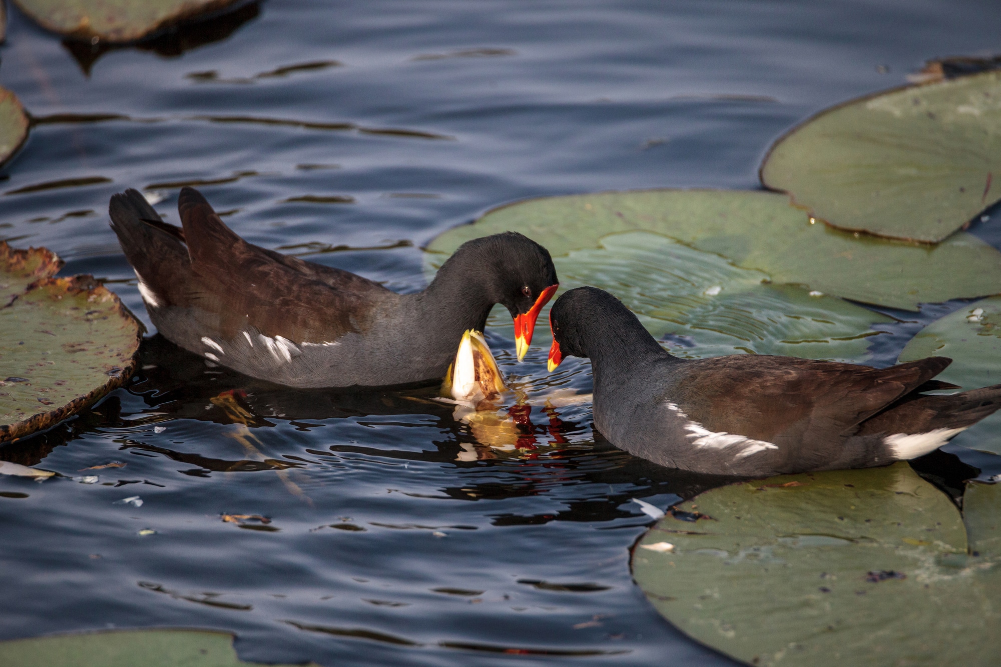 Common moorhen bird Gallinula chloropus forages for food in a