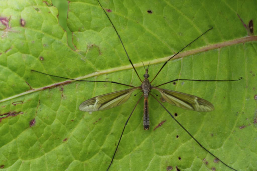 Crane flies are flies in the family Tipulidae