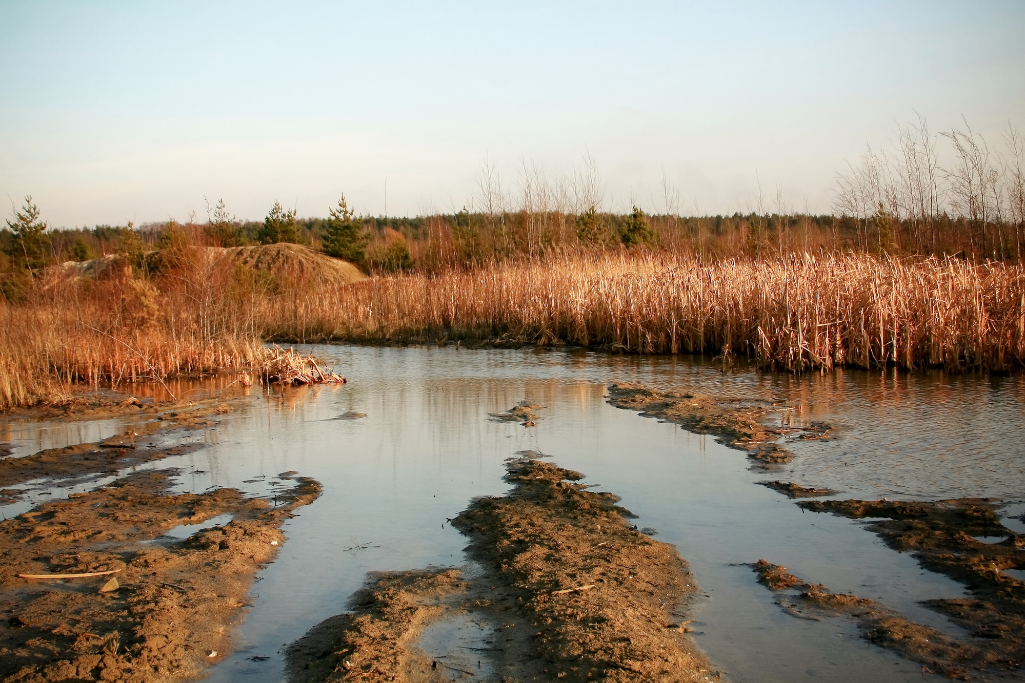 Crane fly breeding ground