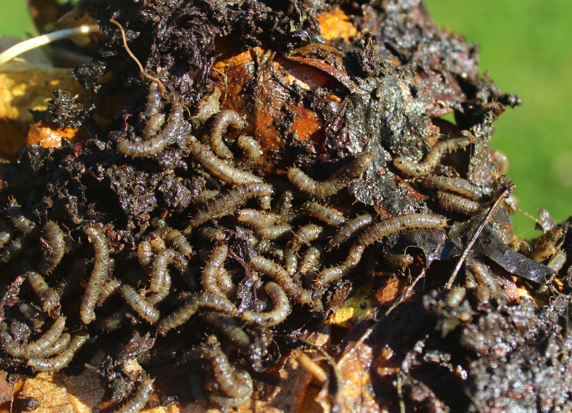 Aquatic Crane Fly Larvae