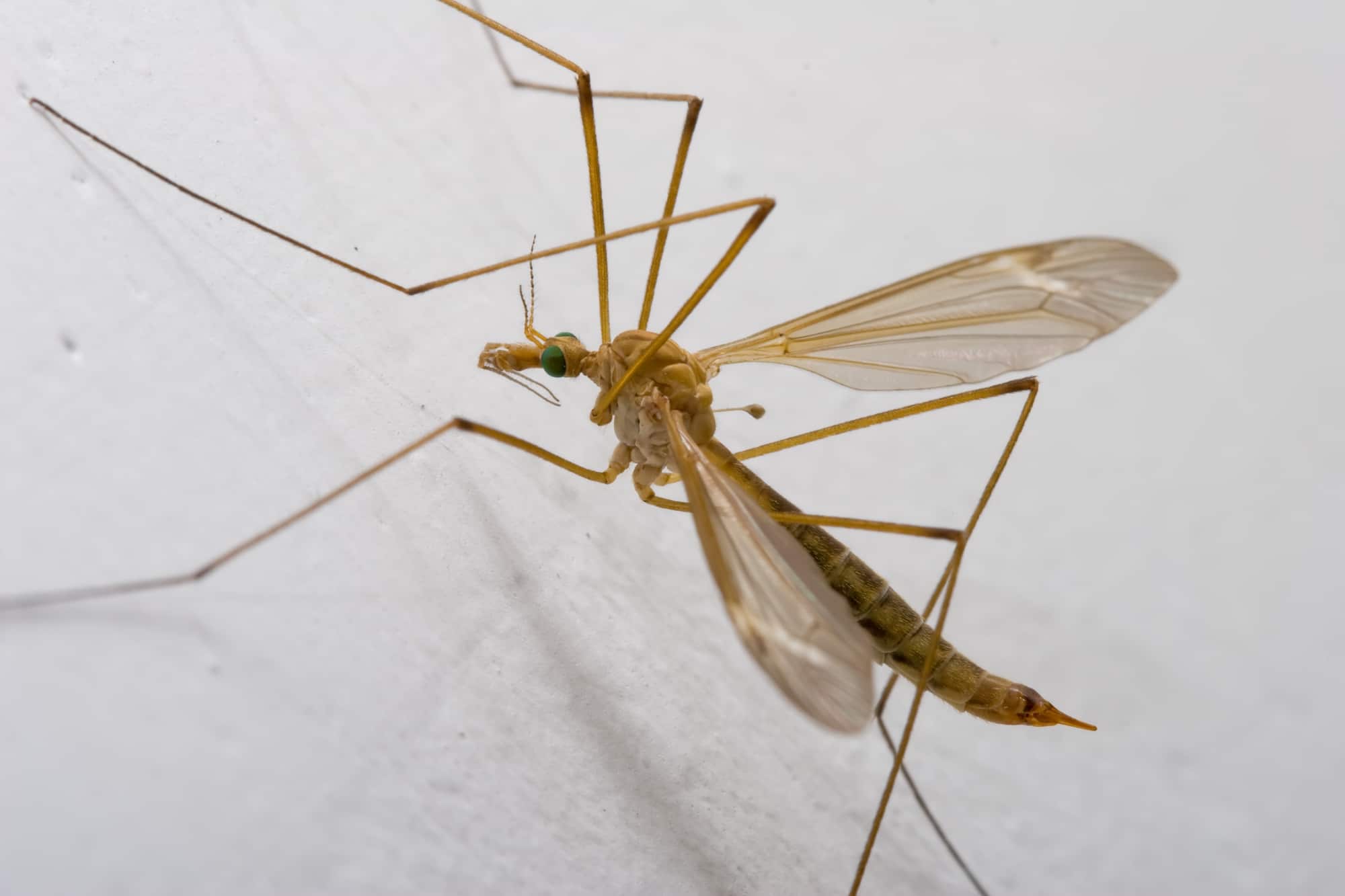 A closeup of a crane fly