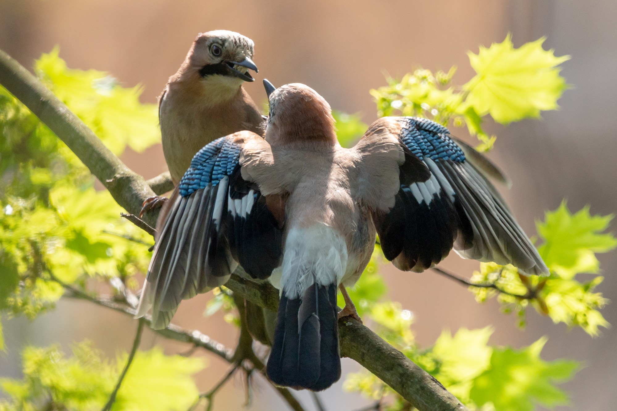 Eurasian jays mating habit. Courtship ritual of pair of jay