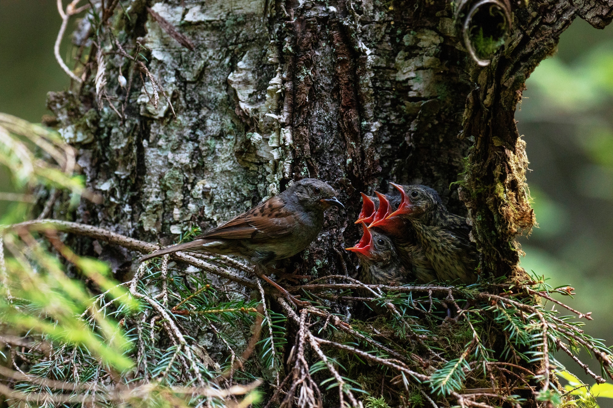 European bird Dunnock, Prunella modularis feeding its chicks