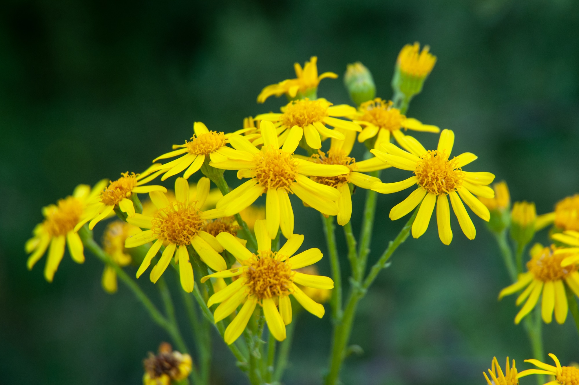 Flower cluster of a common ragwort or stinking willie