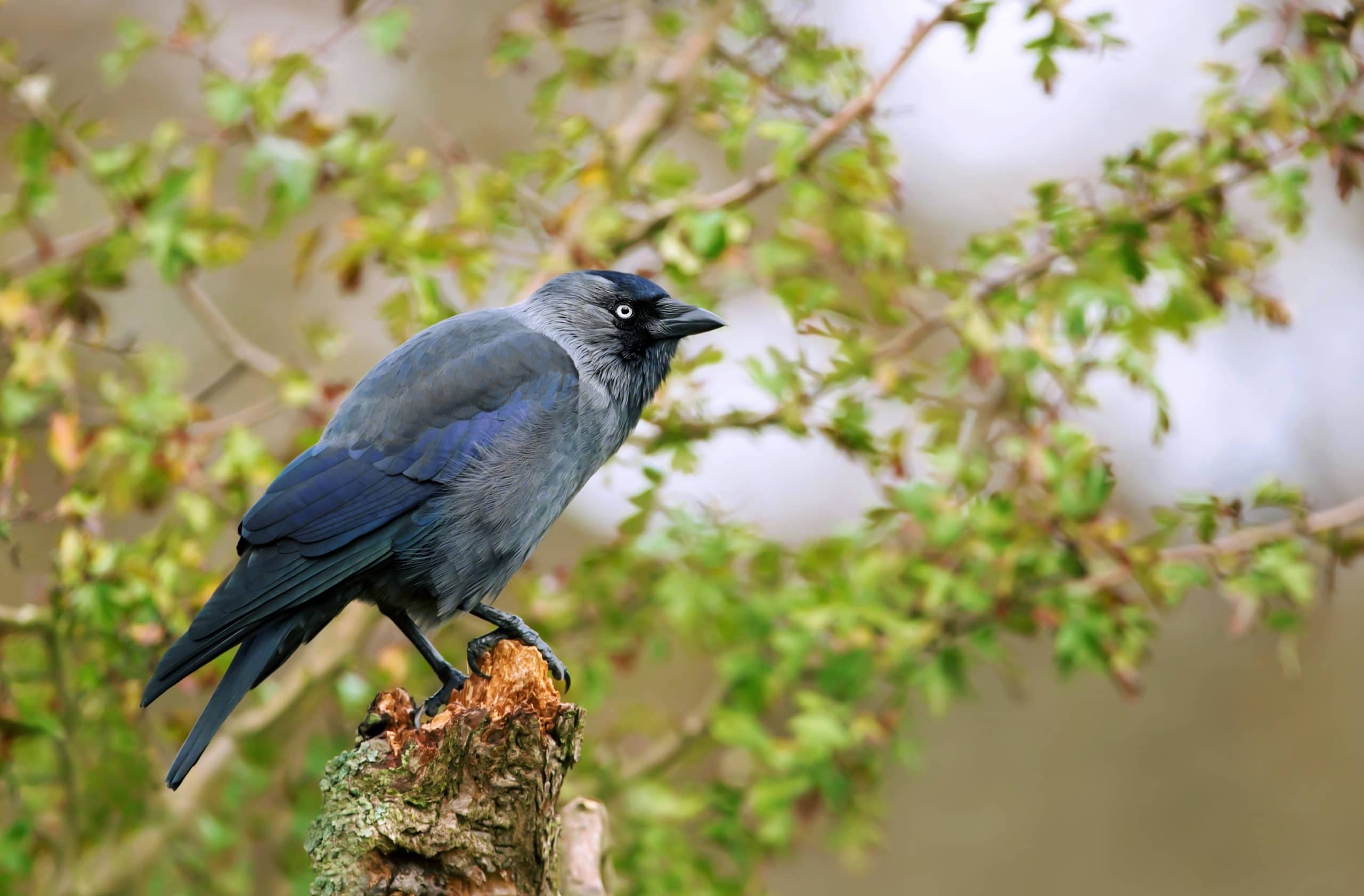 Jackdaw perching on a tree branch, UK.