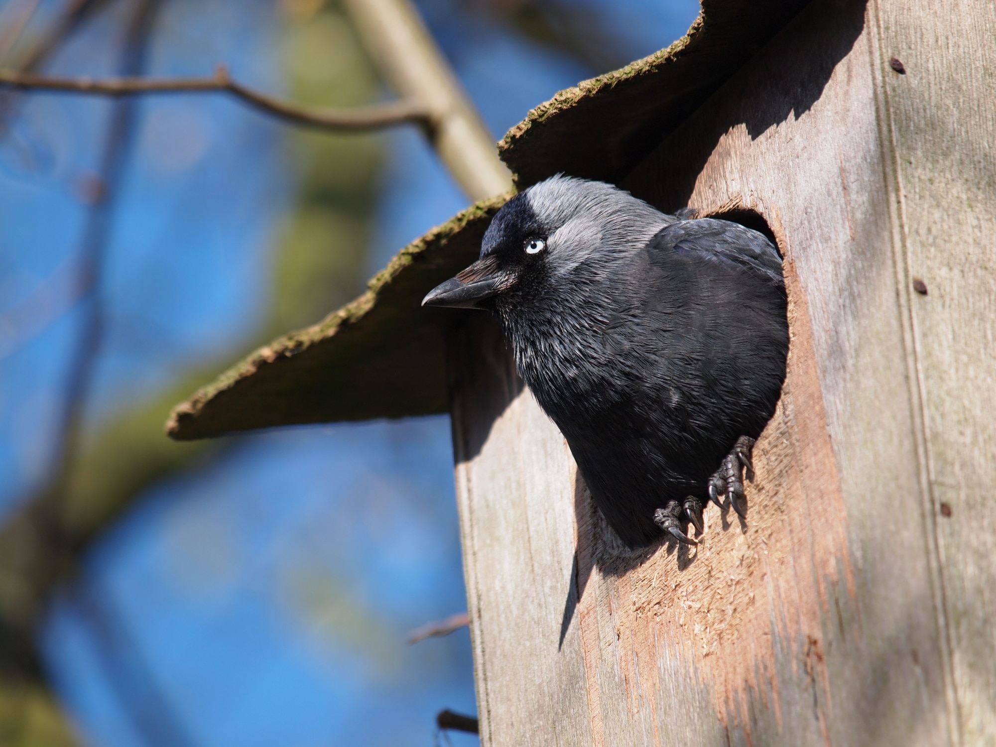 Jackdaw in nest box