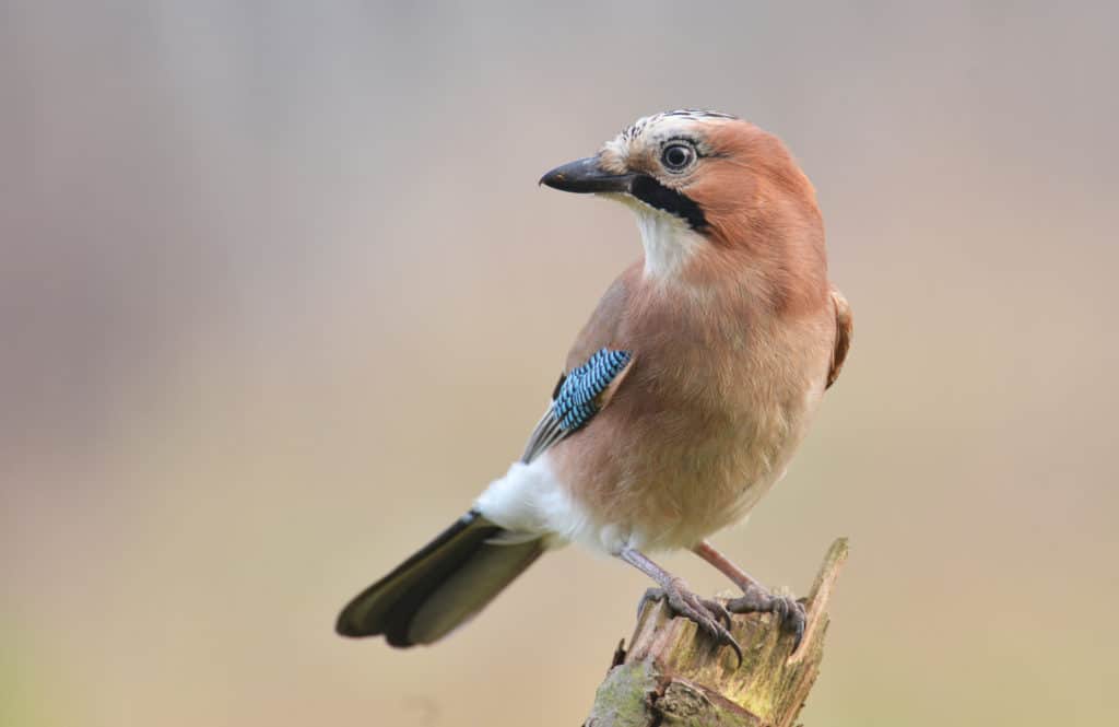 eurasian-jay-garrulus-glandarius-identification-and-guide