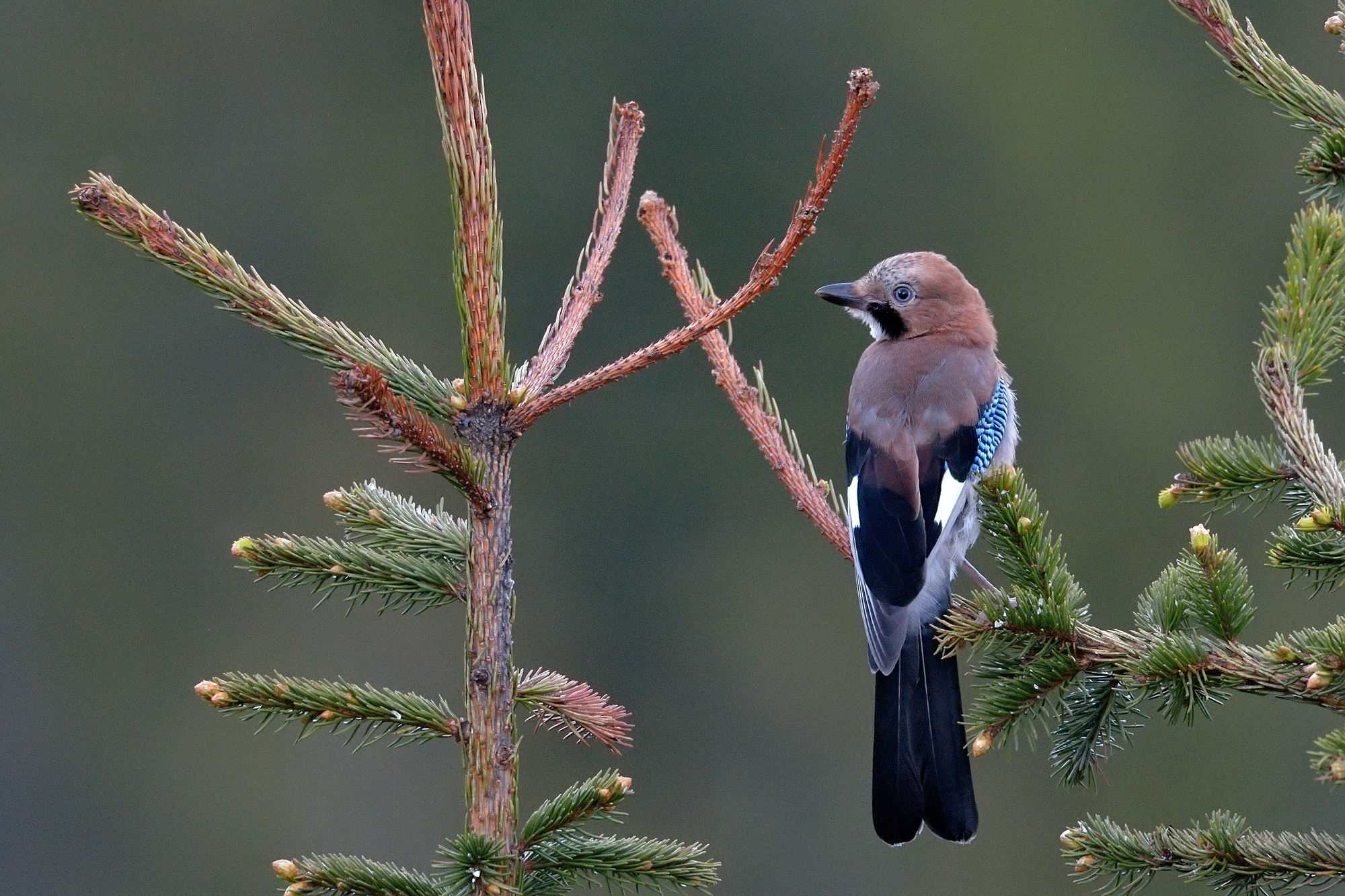 Jay in natural habitat (Garrulus Glandarius)