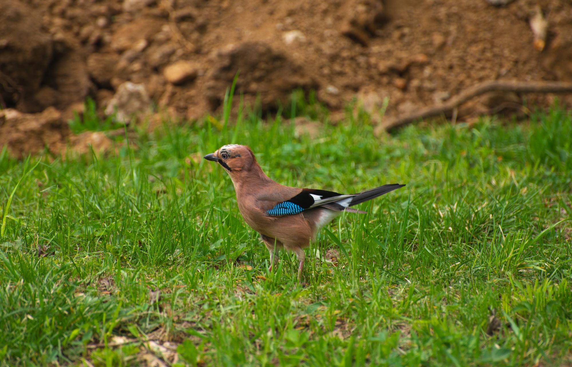 Jay on the grass in the summer