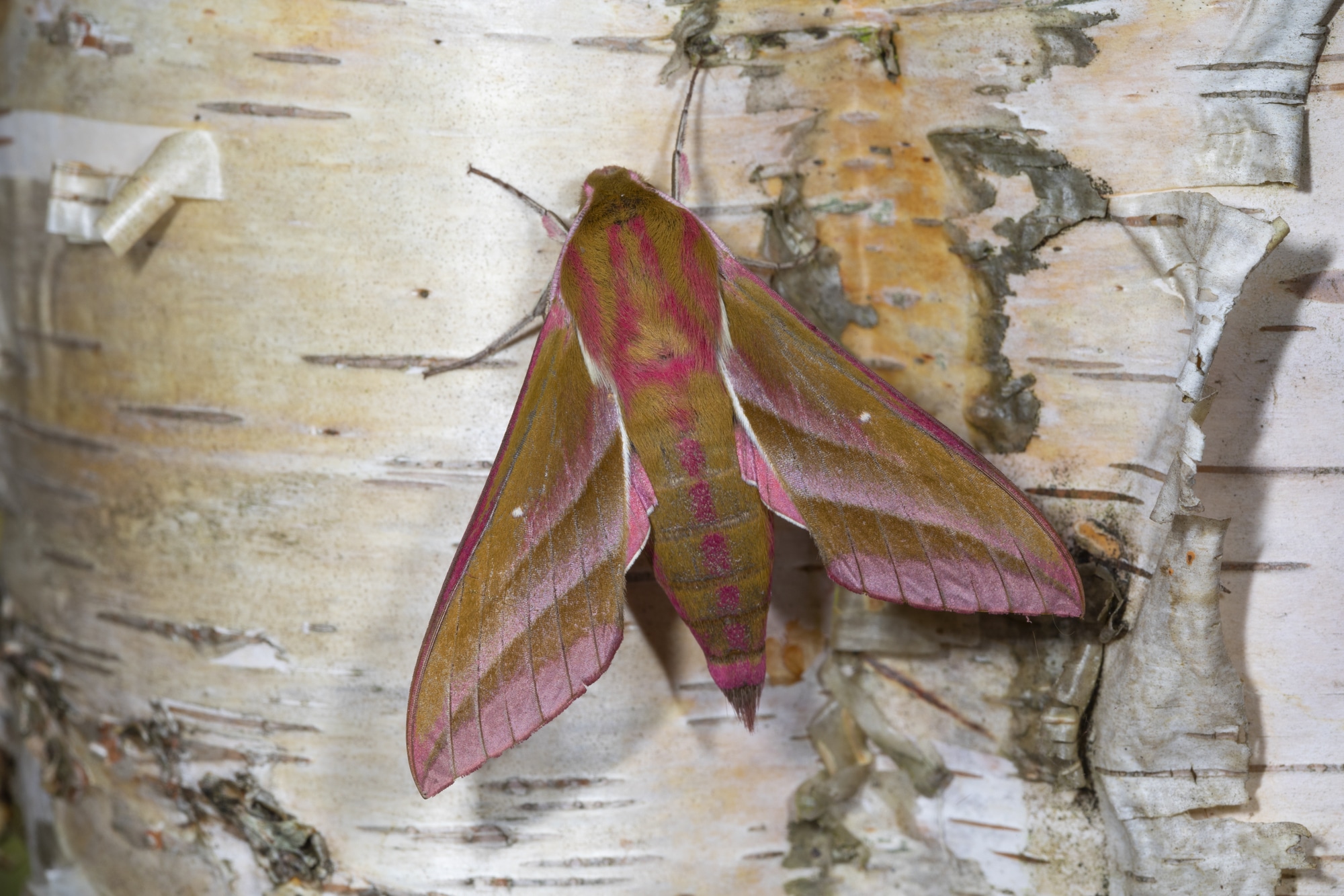 Large elephant hawk moth, deilephila elpenor on Silver birch