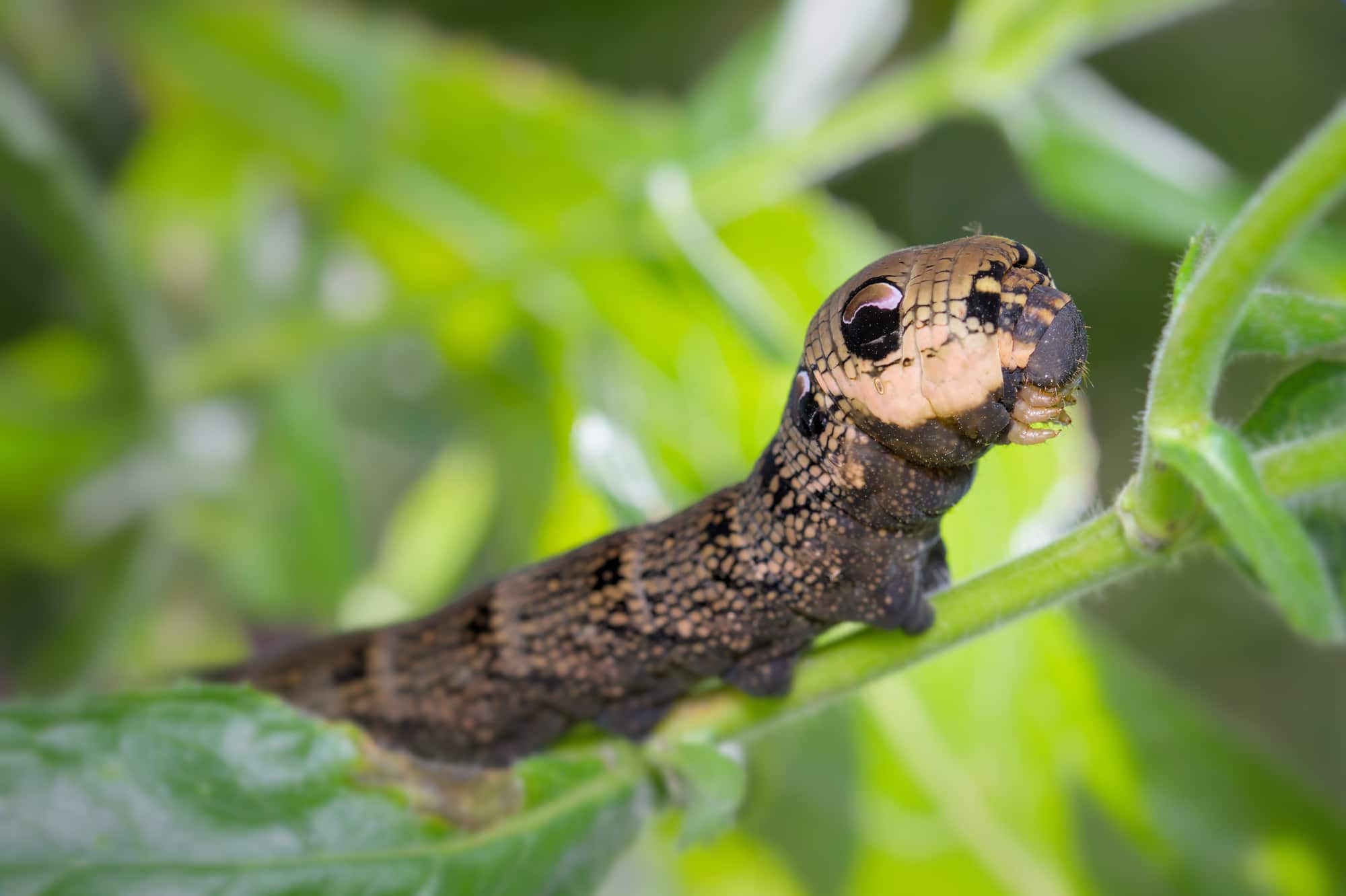 Deilephila elpenor, On A Plant Showing The distinctive Snake Like Head. 
