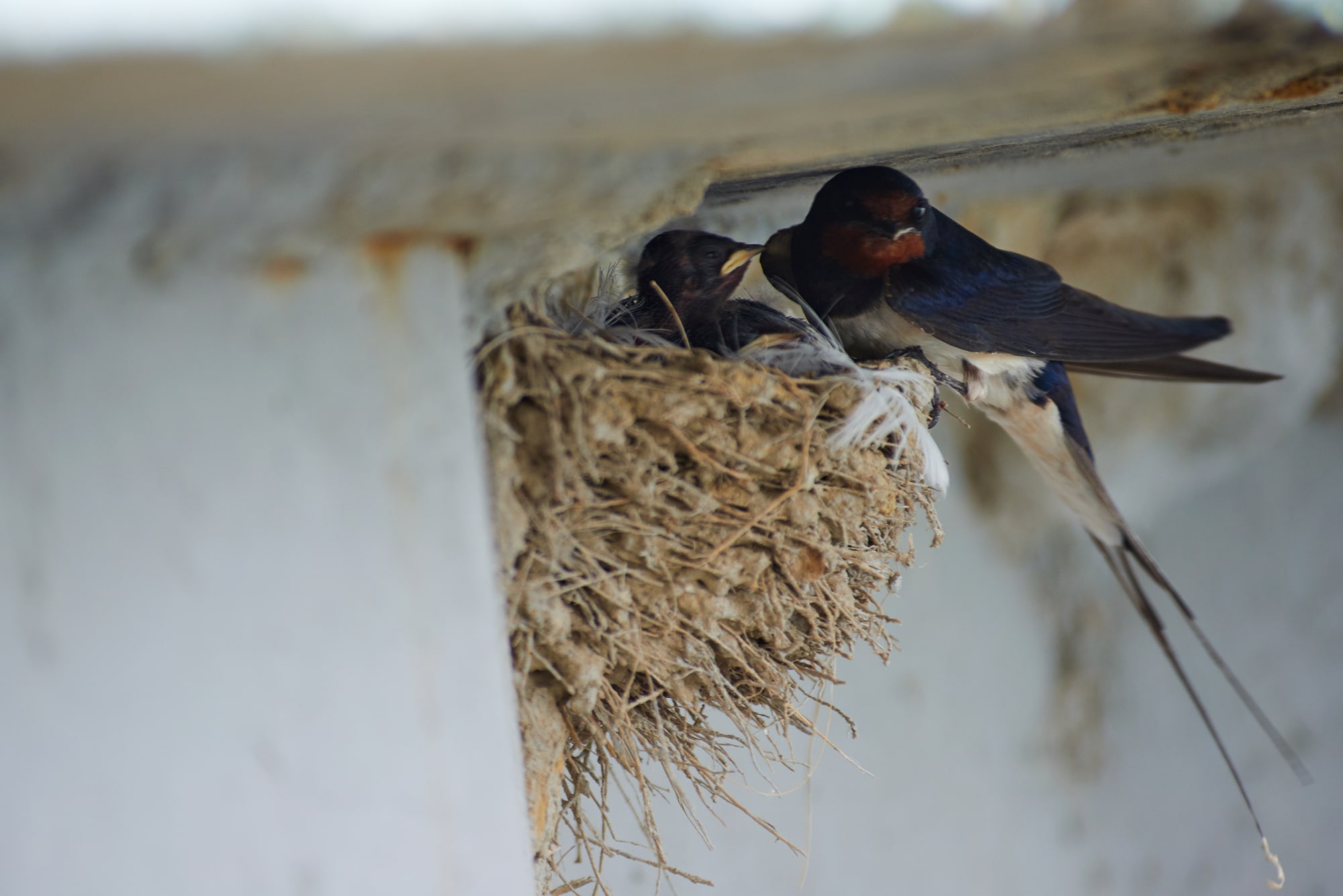 Nest of swallows