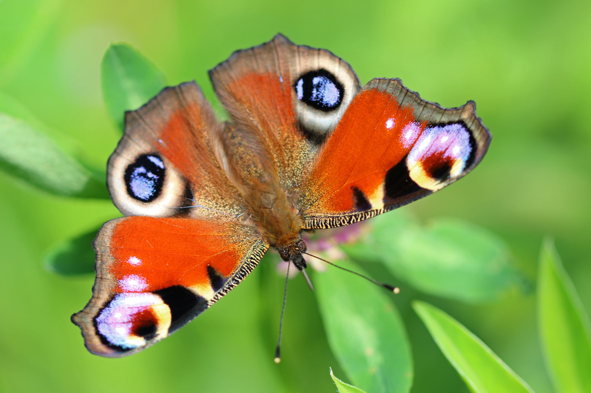 Peacock butterfly on grass