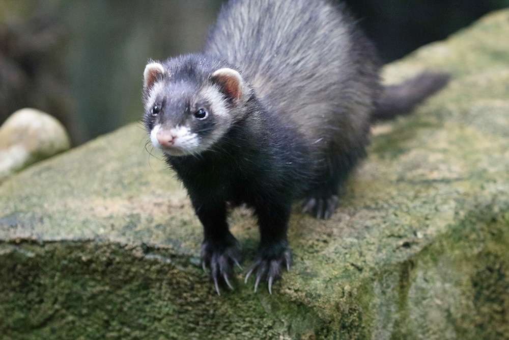 A polecat perched on a rock