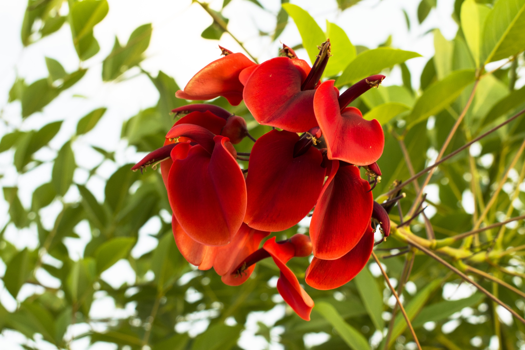 Red flower of Erythrina crista-galli (Cockspur Coral tree)