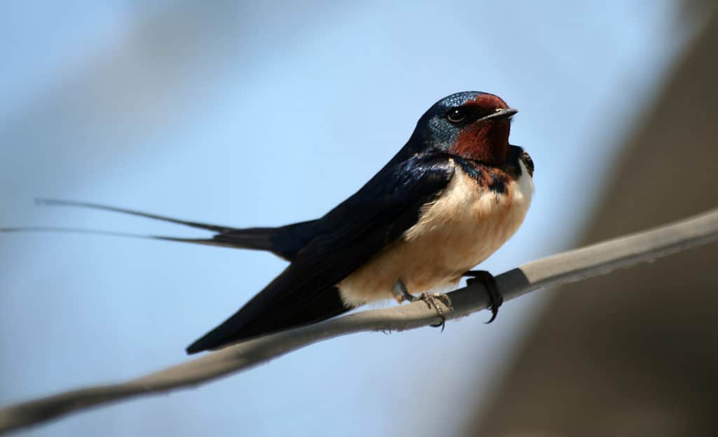 The swallow (Hirundo rustica) sits on a wire