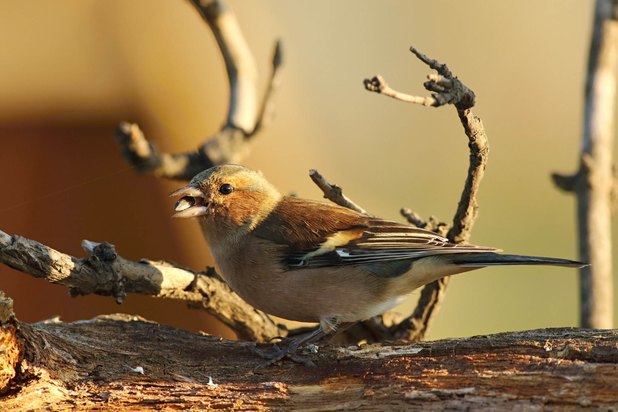 The common chaffinch or simply the chaffinch (Fringilla coelebs) with a sunflower seed sitting on the old branch. Morning sun. Brown and yellow background.