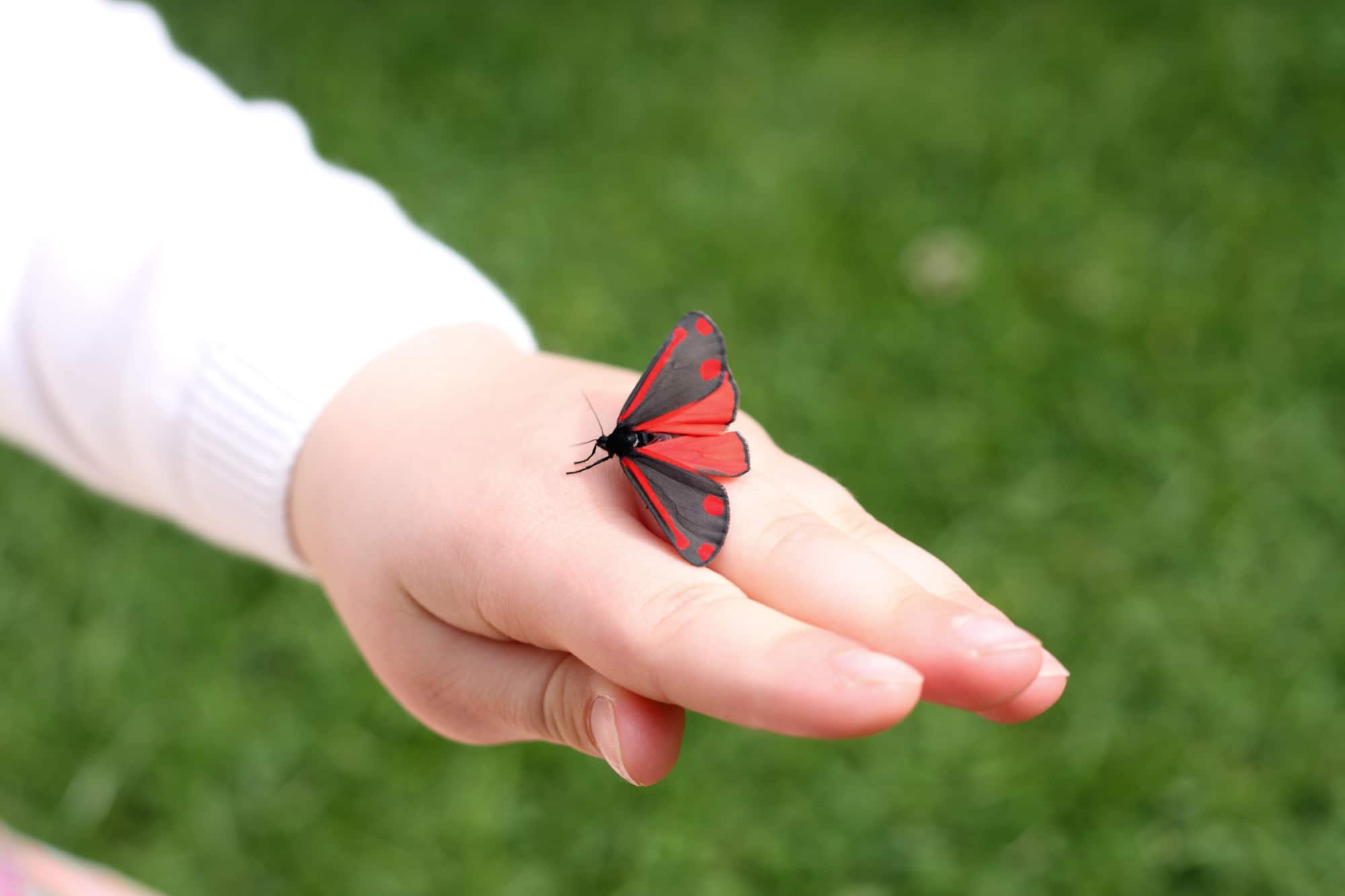 This red and black winged moth is a cinnabar moth