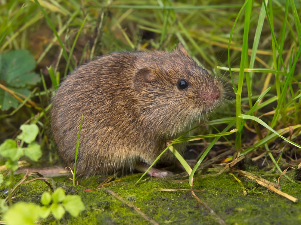 Vield vole (Microtus agrestis)