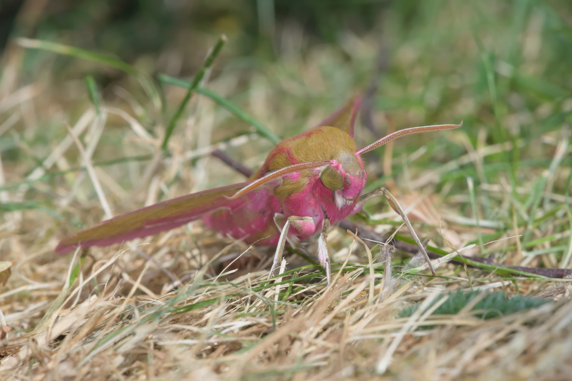 Front on low angle of a large pink and mustard elephant hawk moth on dry grass, with the compound eyes clearly visible.
