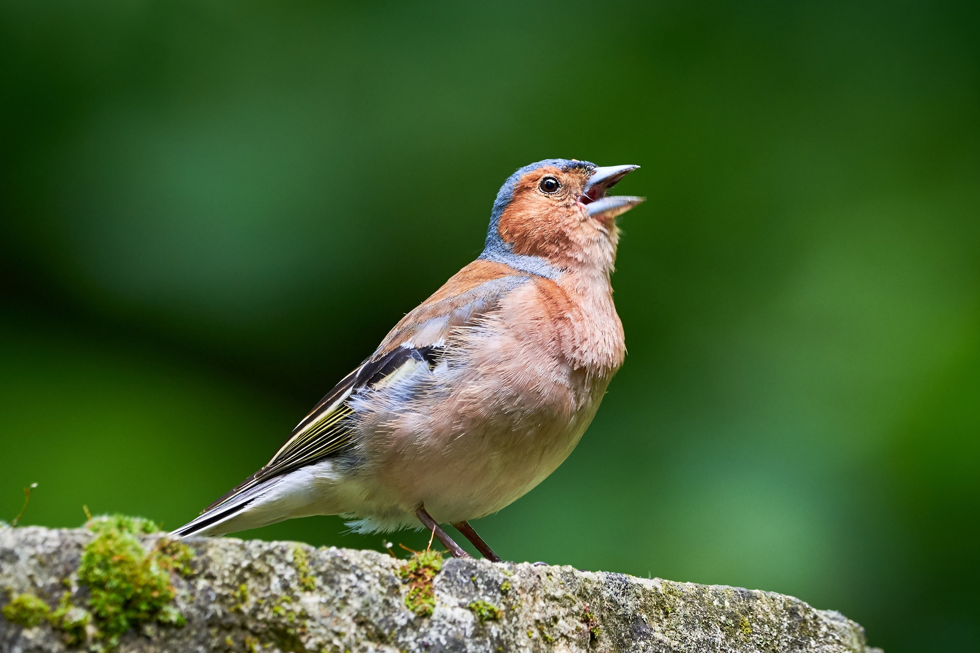 A singing chaffinch