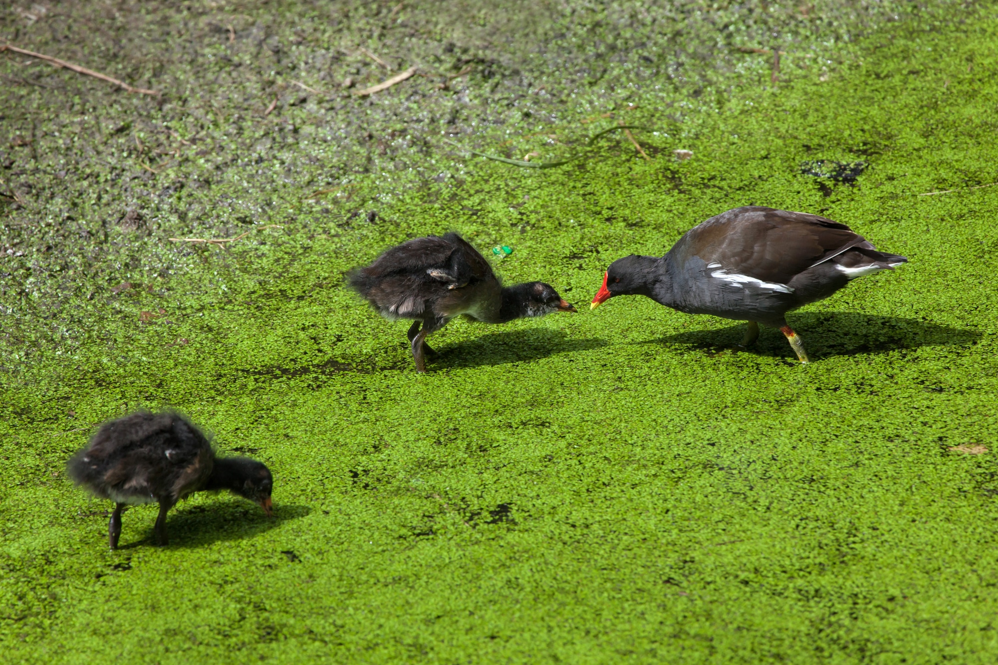 Common moorhen