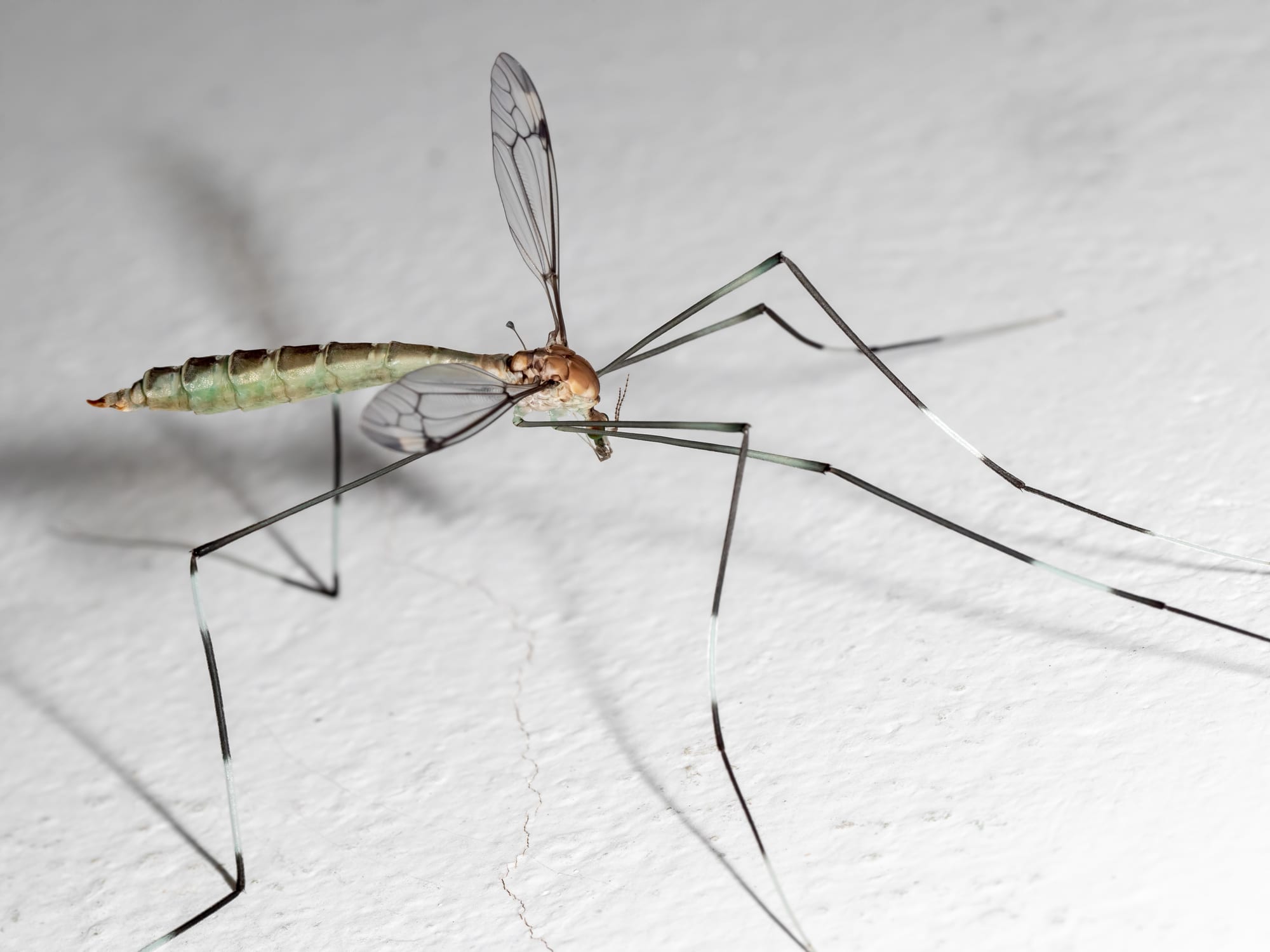 Close-up of a crane, fly a.k.a daddy long legs