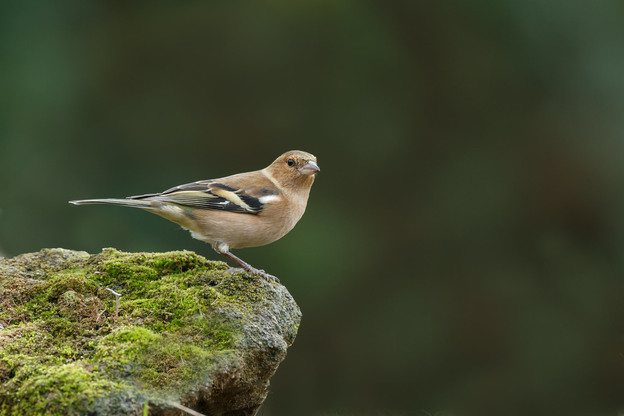 A female chaffinch on a rock edge