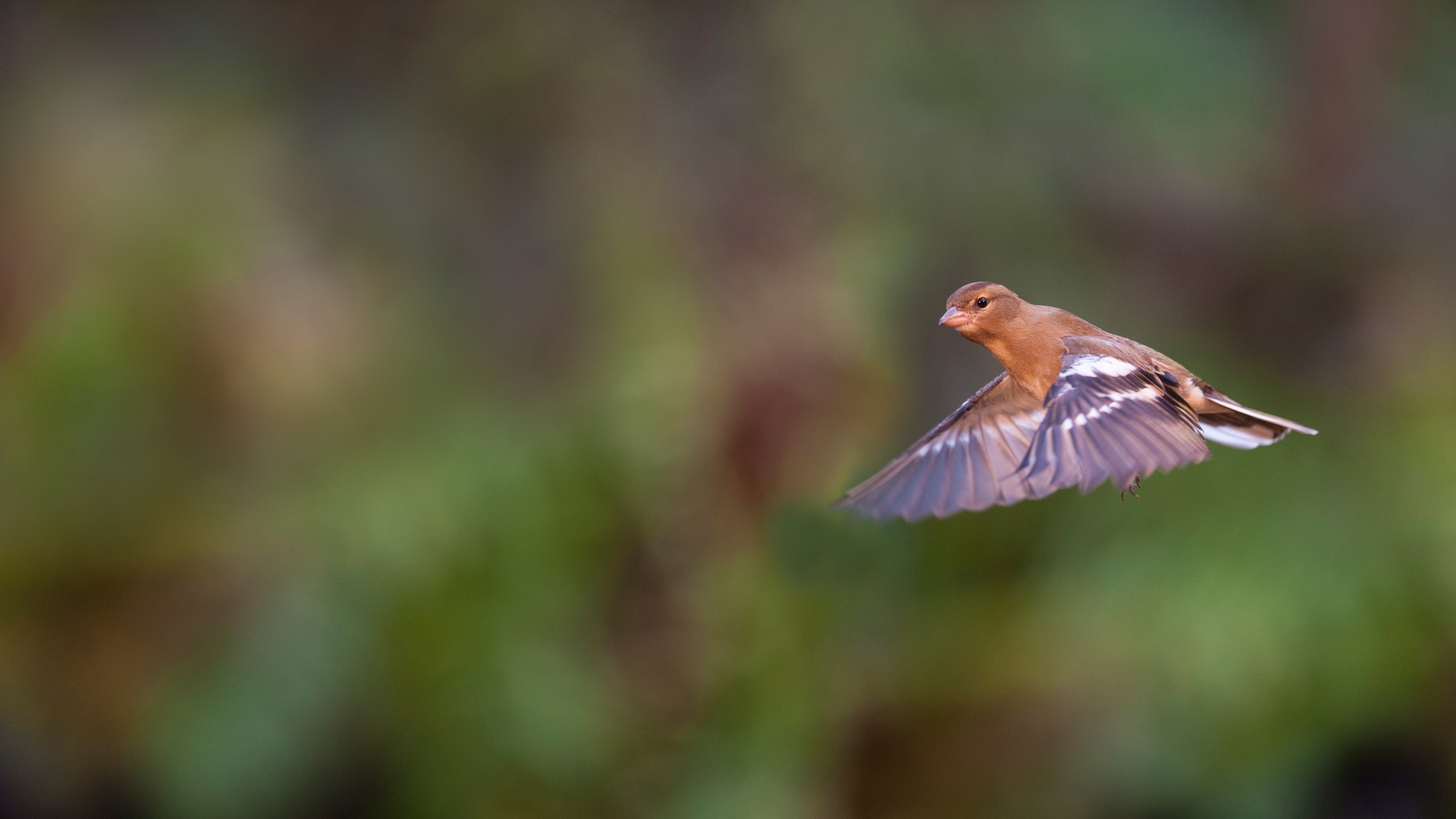 A flying chaffinch