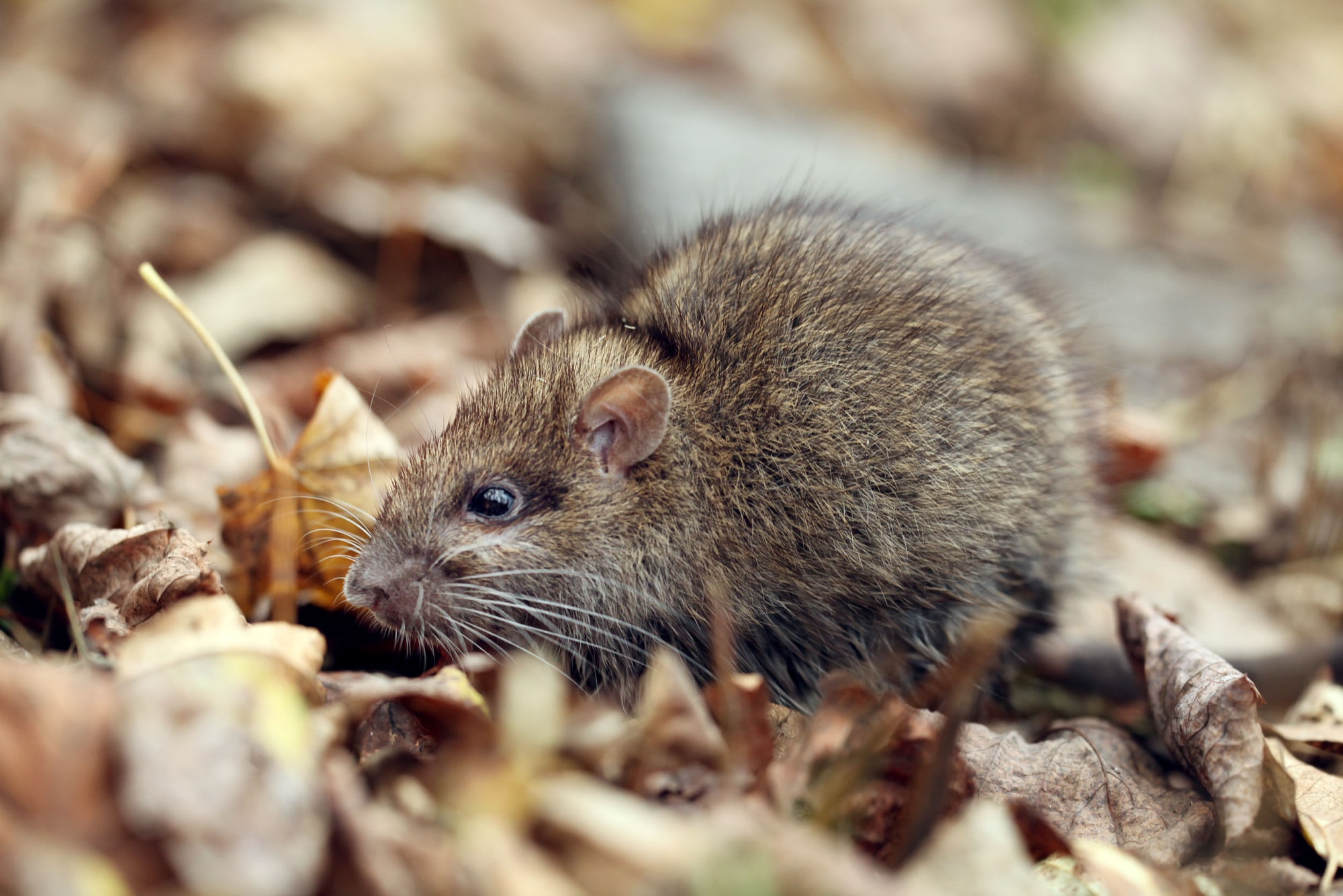 Gray rat, ferret food