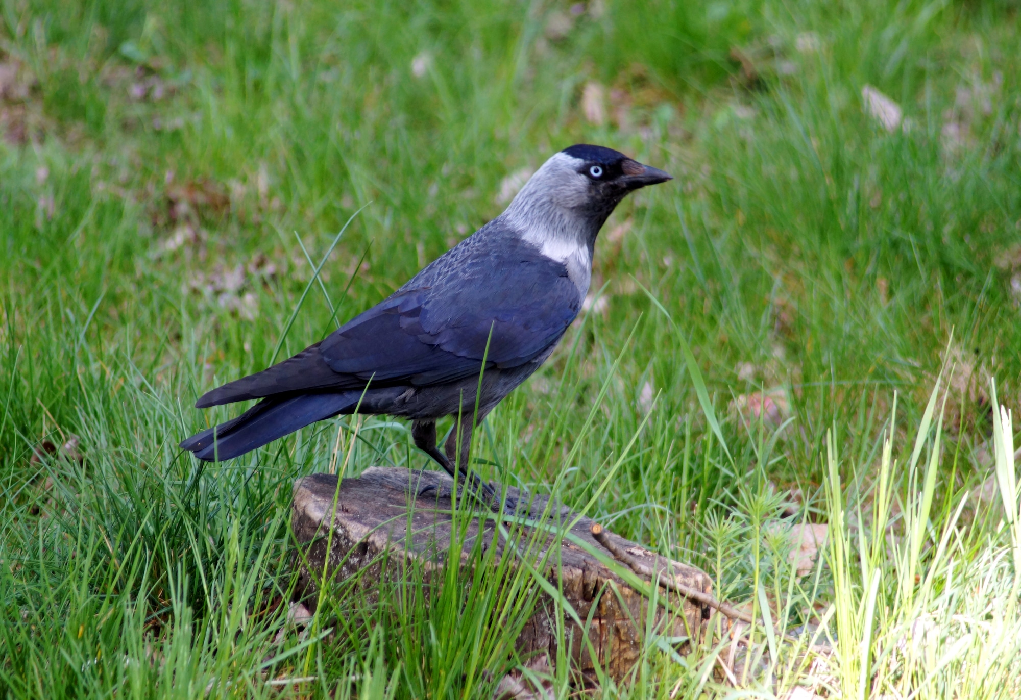 European jackdaw, is a passerine bird in the crow family.