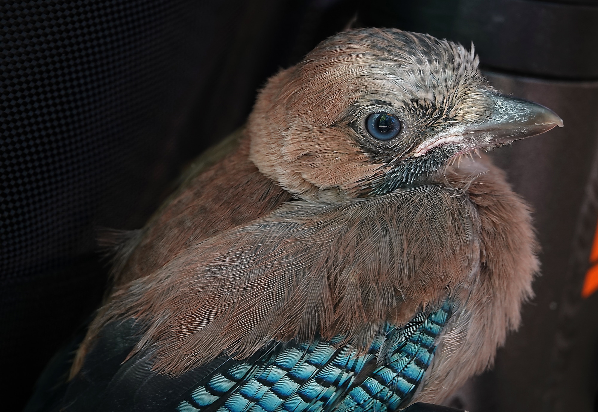 Wild bird Jay and its nest chicks